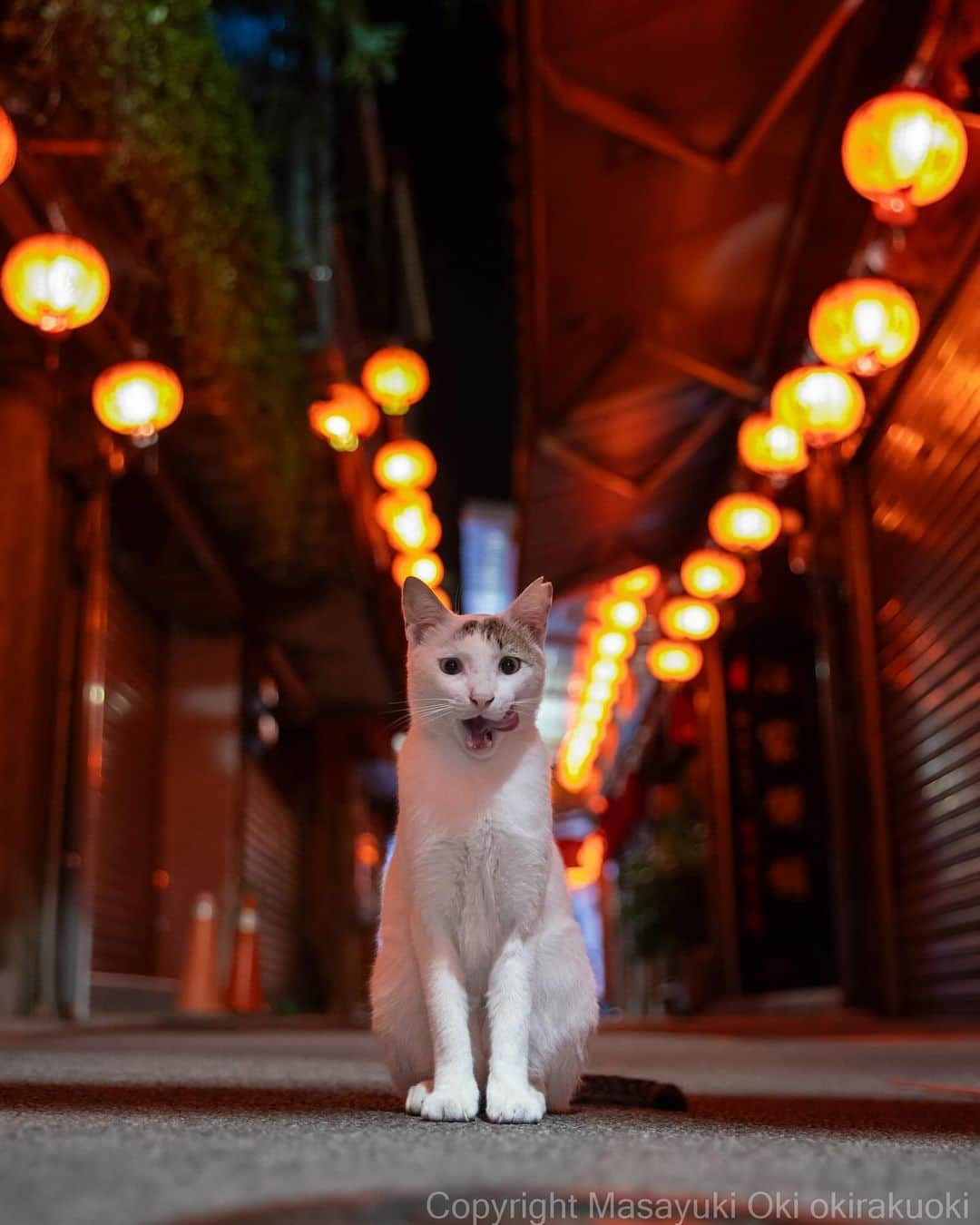 Masayukiのインスタグラム：「台湾の夜。  #cat #ねこ #猫 #東京カメラ部 #nekoclub  #yourshotphotographer  #my_eos_photo」