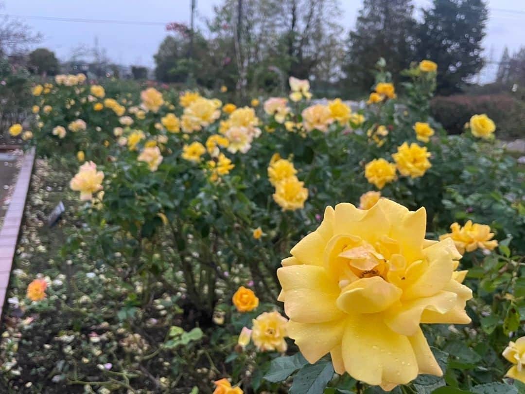 依田司さんのインスタグラム写真 - (依田司Instagram)「11月7日（火） 埼玉県伊奈町の町制施行記念公園から。 400種5000株という埼玉最大のバラ園。伊奈町の町の花が「バラ」という事で、 「バラ」に力を注いでいて、このバラ園のために作り出されたバラなども。 記録的猛暑や残暑もあり剪定作業に苦労されたようですが、その甲斐あって見頃が続いています。今週いっぱいとのことですが、今朝の雨風のダメージが心配です。入園無料。 ※お天気検定から嵐となり、写真が撮れませんでした泣。  #伊奈町記念公園バラ園 #BANANAREPUBLIC #バナリパ #依田さん #依田司 #お天気検定 #テレビ朝日 #グッドモーニング #気象予報士 #お天気キャスター #森林インストラクター #グリーンセイバーアドバンス #プロジェクトワイルド #IPCC伝導者 #japan #japantrip #japantravel #unknownjapan #japanAdventure #japanlife #lifeinjapan #instagramjapan #instajapan #療癒 #ilovejapan #weather #weathercaster #weatherforecast」11月7日 9時04分 - tsukasa_yoda