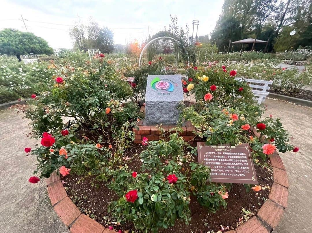 依田司のインスタグラム：「11月7日（火） 埼玉県伊奈町の町制施行記念公園から。 400種5000株という埼玉最大のバラ園。伊奈町の町の花が「バラ」という事で、 「バラ」に力を注いでいて、このバラ園のために作り出されたバラなども。 記録的猛暑や残暑もあり剪定作業に苦労されたようですが、その甲斐あって見頃が続いています。今週いっぱいとのことですが、今朝の雨風のダメージが心配です。入園無料。 ※お天気検定から嵐となり、写真が撮れませんでした泣。  #伊奈町記念公園バラ園 #BANANAREPUBLIC #バナリパ #依田さん #依田司 #お天気検定 #テレビ朝日 #グッドモーニング #気象予報士 #お天気キャスター #森林インストラクター #グリーンセイバーアドバンス #プロジェクトワイルド #IPCC伝導者 #japan #japantrip #japantravel #unknownjapan #japanAdventure #japanlife #lifeinjapan #instagramjapan #instajapan #療癒 #ilovejapan #weather #weathercaster #weatherforecast」