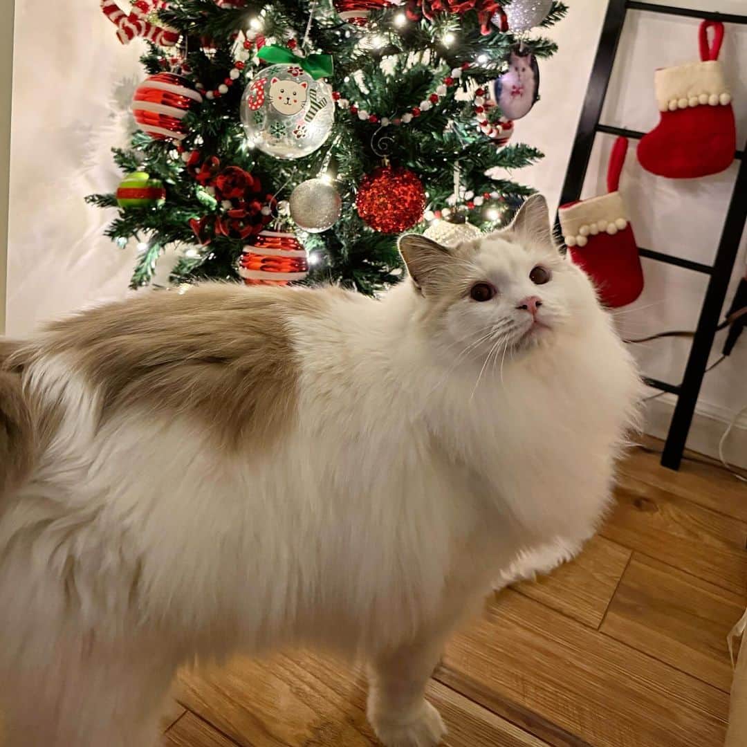 ソフィーのインスタグラム：「Ern’s been inspecting the arrival of the decorations」