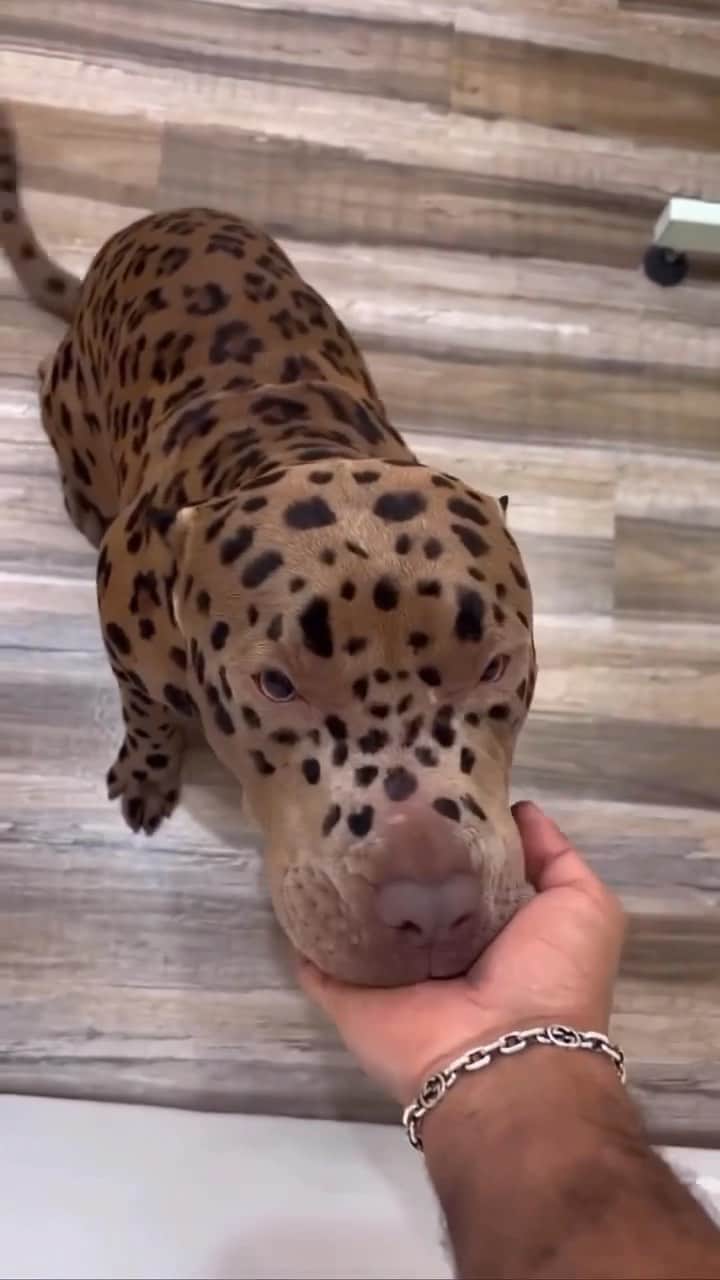 The Luxury Lifestyle Magazineのインスタグラム：「The sweetest boy out there! 🐆 🐶  Tag someone who needs to see this 😍  By @gabrielfeitosagrooming」