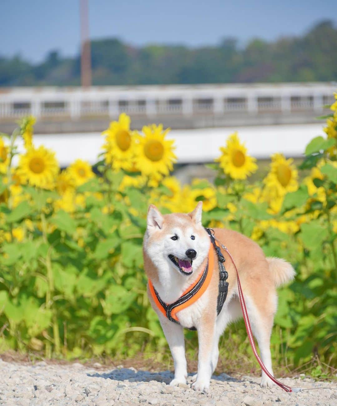 meekooのインスタグラム：「佐倉ふるさと広場はひまわりも満開でした🌻 秋に咲くひまわりってすごく不思議だけど、モリモリ咲いていて綺麗でした😊🐕🌻 2023.11.2 #かぼすちゃんの聖地」