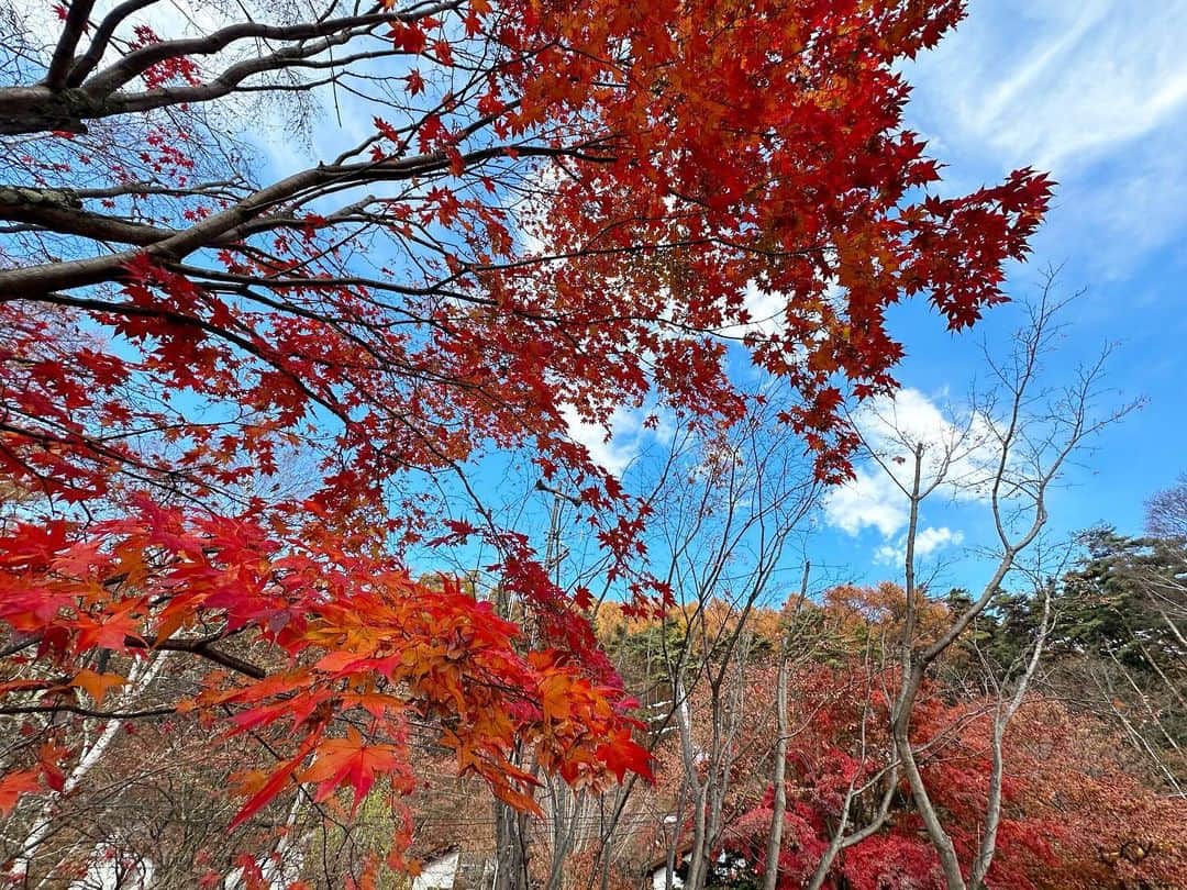 金子貴俊のインスタグラム：「秋の紅葉、まだまだ美しいね〜！ 心健やかに 自然をたっぷり感じて、 新鮮なエネルギーを体いっぱいに取り込んで、自然に感謝🙏 あー、今日は撮影の合間にどこかでヨガやりたいなぁー🧘 撮影中にやってしまうか(^^) 皆様にとっても良き一日になりますように✨」