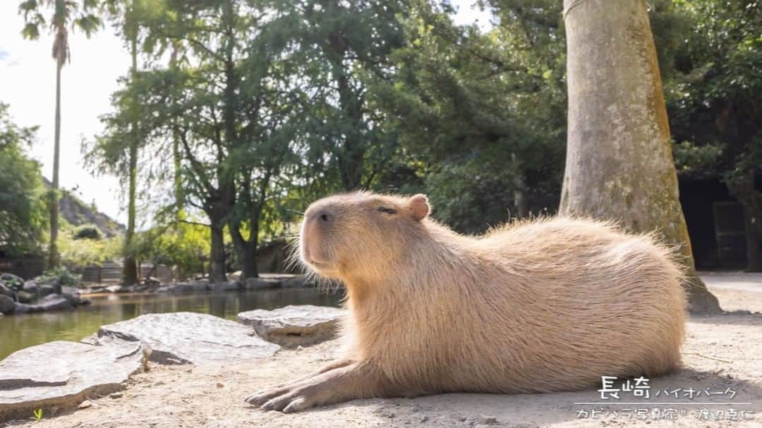 渡辺克仁のインスタグラム：「おはようございます。  #カピバラ #水豚 #capybara #おはよう」