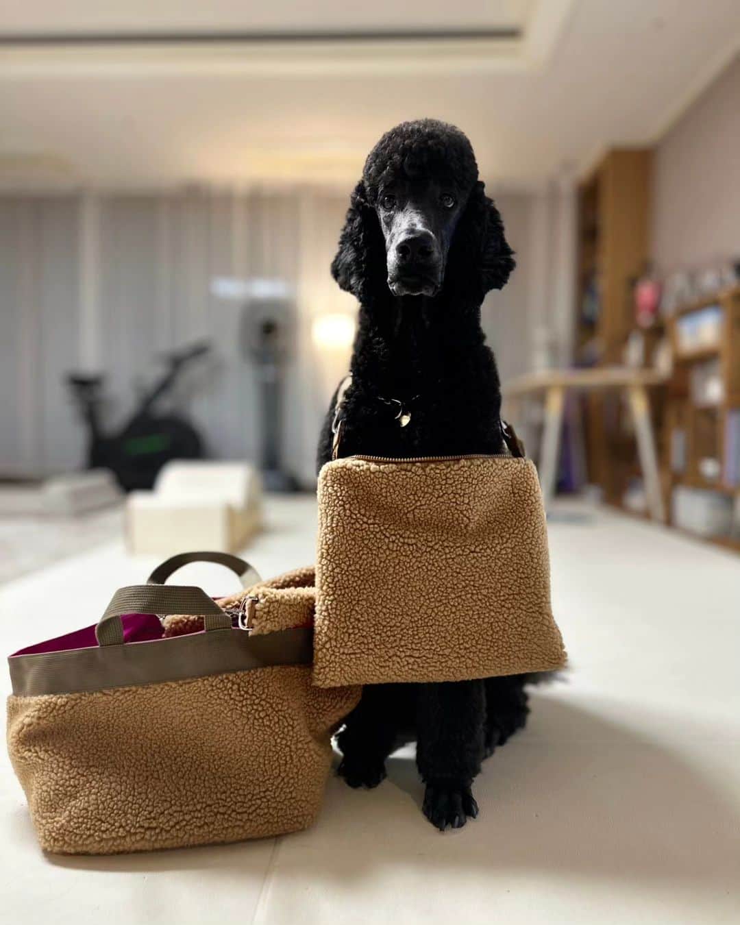 イ・スンヨンさんのインスタグラム写真 - (イ・スンヨンInstagram)「이모야들 색상 고르시라요  까망코트 입었다 생각하시구욤   제가 메구 있어요   엄마  도와서  간식값 벌고있어요 ㅋ  고르세요 어여~---♡♡♡  #아빠포토 #엄마디렉팅 #모델스탠 #기특한내새꾸들👧🏻👦🏻❤️  @stan.thepoodle  @kamzy_simba   @anny.yh 잔디뽀글이백  @mago12_official 👉👉🐑🐑🐑마고샵으로오셔요👌👌👌」11月7日 20時37分 - leesyaram