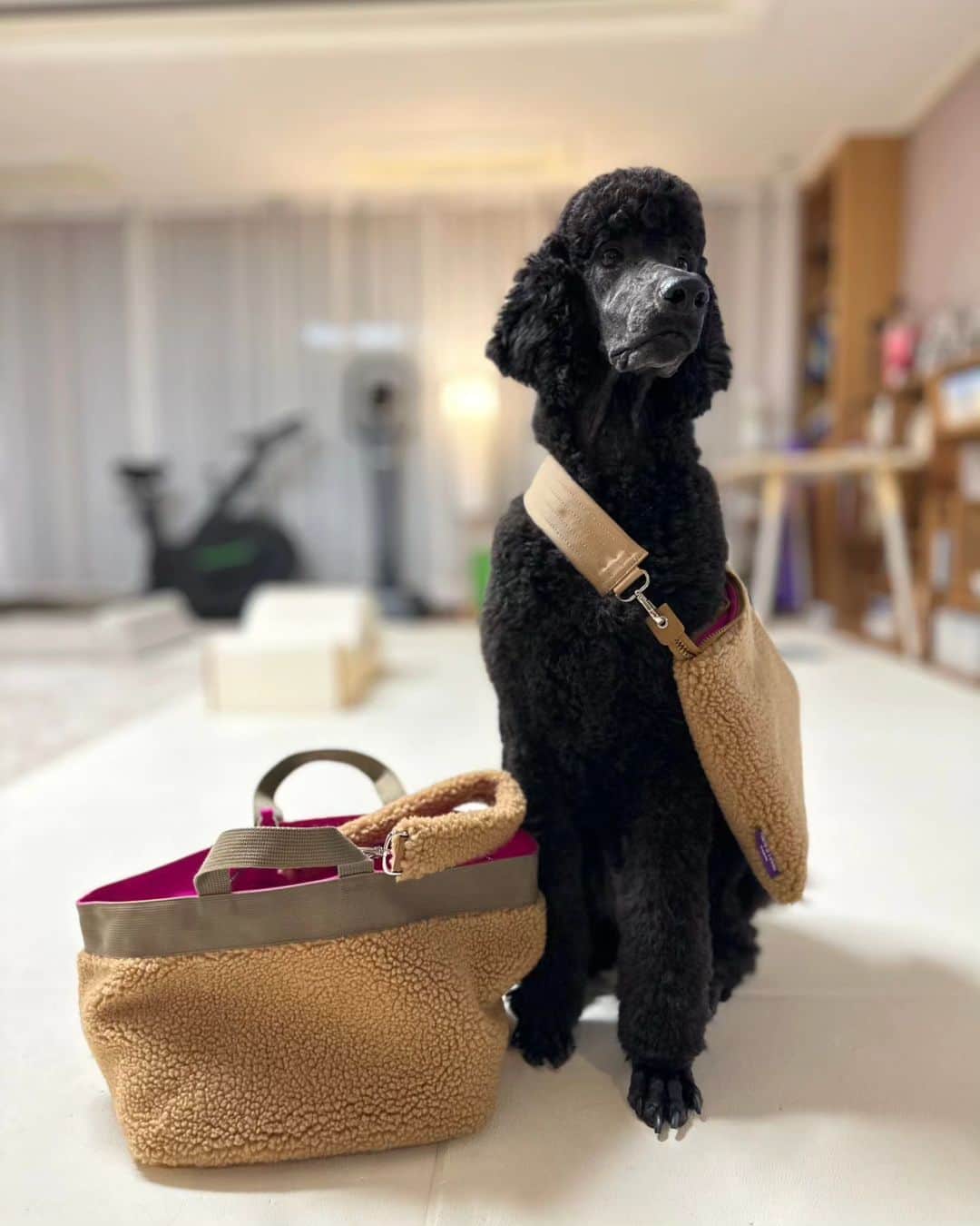 イ・スンヨンさんのインスタグラム写真 - (イ・スンヨンInstagram)「이모야들 색상 고르시라요  까망코트 입었다 생각하시구욤   제가 메구 있어요   엄마  도와서  간식값 벌고있어요 ㅋ  고르세요 어여~---♡♡♡  #아빠포토 #엄마디렉팅 #모델스탠 #기특한내새꾸들👧🏻👦🏻❤️  @stan.thepoodle  @kamzy_simba   @anny.yh 잔디뽀글이백  @mago12_official 👉👉🐑🐑🐑마고샵으로오셔요👌👌👌」11月7日 20時37分 - leesyaram