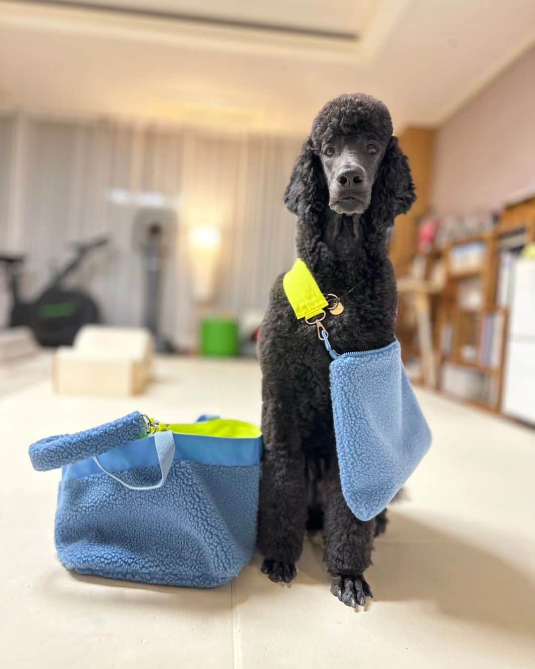 イ・スンヨンさんのインスタグラム写真 - (イ・スンヨンInstagram)「이모야들 색상 고르시라요  까망코트 입었다 생각하시구욤   제가 메구 있어요   엄마  도와서  간식값 벌고있어요 ㅋ  고르세요 어여~---♡♡♡  #아빠포토 #엄마디렉팅 #모델스탠 #기특한내새꾸들👧🏻👦🏻❤️  @stan.thepoodle  @kamzy_simba   @anny.yh 잔디뽀글이백  @mago12_official 👉👉🐑🐑🐑마고샵으로오셔요👌👌👌」11月7日 20時37分 - leesyaram