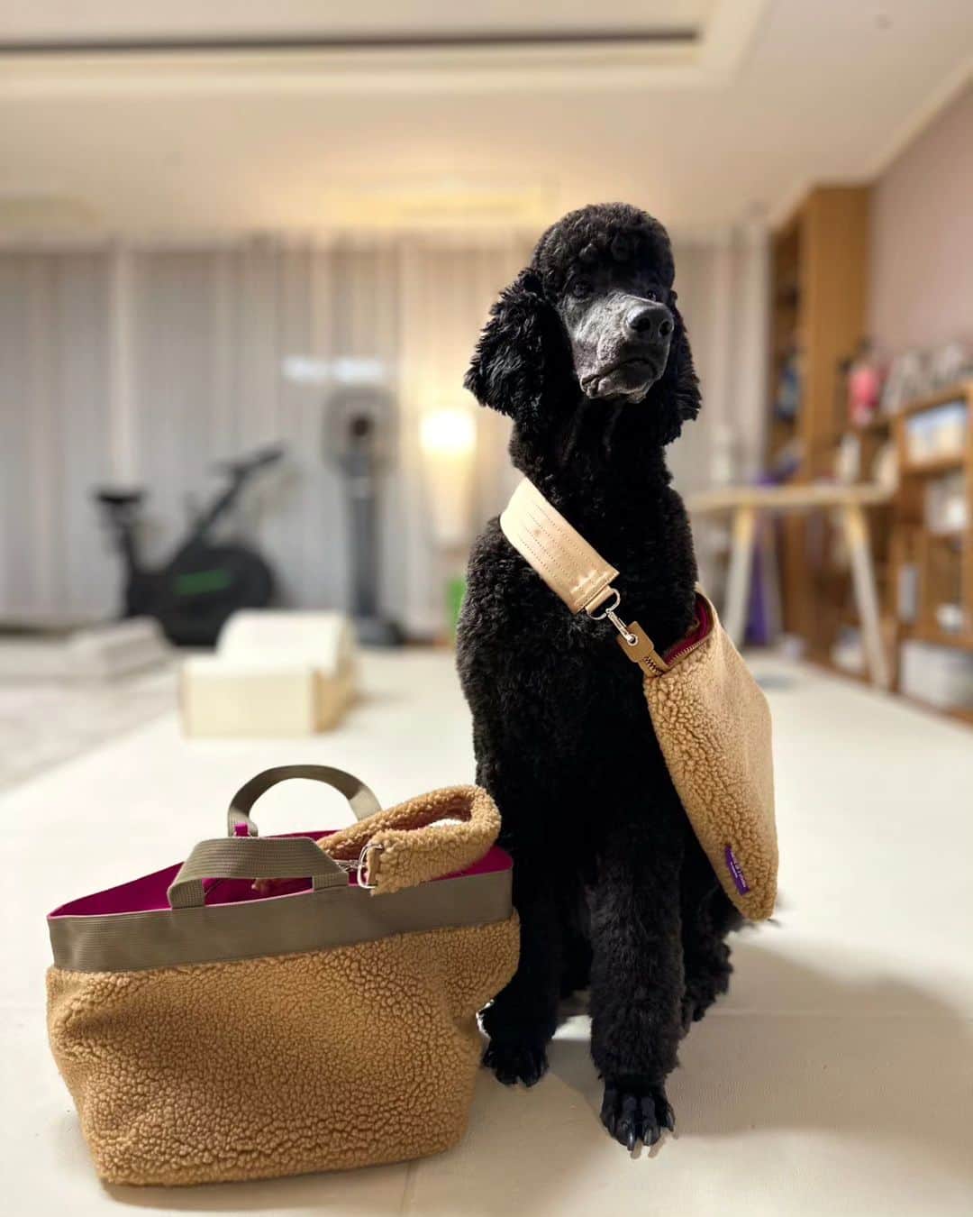 イ・スンヨンさんのインスタグラム写真 - (イ・スンヨンInstagram)「이모야들 색상 고르시라요  까망코트 입었다 생각하시구욤   제가 메구 있어요   엄마  도와서  간식값 벌고있어요 ㅋ  고르세요 어여~---♡♡♡  #아빠포토 #엄마디렉팅 #모델스탠 #기특한내새꾸들👧🏻👦🏻❤️  @stan.thepoodle  @kamzy_simba   @anny.yh 잔디뽀글이백  @mago12_official 👉👉🐑🐑🐑마고샵으로오셔요👌👌👌」11月7日 20時37分 - leesyaram