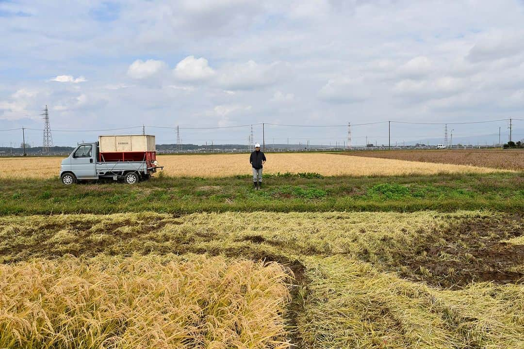 大野南香さんのインスタグラム写真 - (大野南香Instagram)「* Rice harvest🌾  今回ちょうど秋の帰国だったから 山形にある大好きな自然栽培のお米農家さんのところ行ってきた〜 ここの亀の尾が特に好きで なんで好きなのか知りたくて。  ここは湧水がありとあらゆるところにあるくらい 美味しいお水に恵まれていて 空気も澄んでいて  それと同じくらいの農家さんの ゆったりとした空間も心地よくて  厳しい寒さの冬も、体験してみたいな。って思える とても素敵な時間だった。  荒生さん、荒尾さん一家、紹介してくれた山田さん、みんな本当にありがとう☺️  Greatest rice farm in Sakata, Yamagata. We harvested "Kameno-o" from natural cultivation (shizen-saibai).   There are lots of mountain spring water and it is close both to mountains and the ocean. His thoughts for rice farming was also a great learning.  I'm truly happy to have visited and looking forward to revisit especially in cold-snowy-grey winter 😉  #everydayhappy ☺︎ #brownrice #naturalcultivation #自然栽培 #亀の尾」11月7日 19時16分 - minaka_official