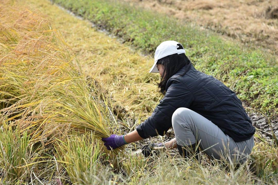 大野南香さんのインスタグラム写真 - (大野南香Instagram)「* Rice harvest🌾  今回ちょうど秋の帰国だったから 山形にある大好きな自然栽培のお米農家さんのところ行ってきた〜 ここの亀の尾が特に好きで なんで好きなのか知りたくて。  ここは湧水がありとあらゆるところにあるくらい 美味しいお水に恵まれていて 空気も澄んでいて  それと同じくらいの農家さんの ゆったりとした空間も心地よくて  厳しい寒さの冬も、体験してみたいな。って思える とても素敵な時間だった。  荒生さん、荒尾さん一家、紹介してくれた山田さん、みんな本当にありがとう☺️  Greatest rice farm in Sakata, Yamagata. We harvested "Kameno-o" from natural cultivation (shizen-saibai).   There are lots of mountain spring water and it is close both to mountains and the ocean. His thoughts for rice farming was also a great learning.  I'm truly happy to have visited and looking forward to revisit especially in cold-snowy-grey winter 😉  #everydayhappy ☺︎ #brownrice #naturalcultivation #自然栽培 #亀の尾」11月7日 19時16分 - minaka_official