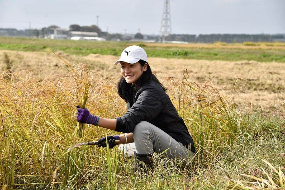 大野南香のインスタグラム：「* Rice harvest🌾  今回ちょうど秋の帰国だったから 山形にある大好きな自然栽培のお米農家さんのところ行ってきた〜 ここの亀の尾が特に好きで なんで好きなのか知りたくて。  ここは湧水がありとあらゆるところにあるくらい 美味しいお水に恵まれていて 空気も澄んでいて  それと同じくらいの農家さんの ゆったりとした空間も心地よくて  厳しい寒さの冬も、体験してみたいな。って思える とても素敵な時間だった。  荒生さん、荒尾さん一家、紹介してくれた山田さん、みんな本当にありがとう☺️  Greatest rice farm in Sakata, Yamagata. We harvested "Kameno-o" from natural cultivation (shizen-saibai).   There are lots of mountain spring water and it is close both to mountains and the ocean. His thoughts for rice farming was also a great learning.  I'm truly happy to have visited and looking forward to revisit especially in cold-snowy-grey winter 😉  #everydayhappy ☺︎ #brownrice #naturalcultivation #自然栽培 #亀の尾」