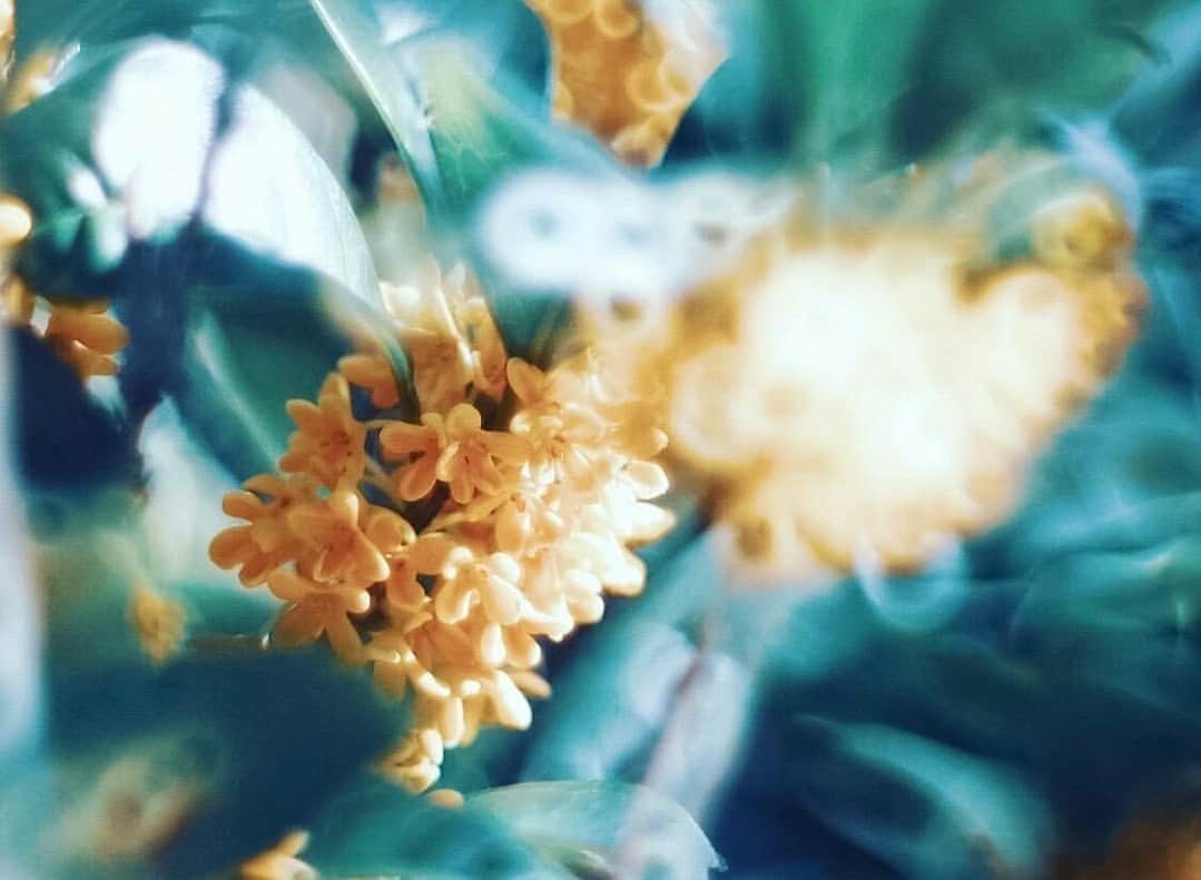 花の写真館のインスタグラム：「Photo by @el_______.s. https://instagram.com/el_______.s/ . Original Post[投稿いただいたURL] https://www.instagram.com/p/CydcFtzvsCg/ . 本アカウントは、 #私の花の写真 をつけてInstagramに投稿された皆さまの花の写真や、「花の写真館」Facebookページで投稿された花の写真を紹介します。 「花の写真館」Facebookページは、「 @floral.photograph 」のプロフィールにあるURLからご覧ください。 . ※各種法令、マナー、関係者の指示に従った撮影をお願いします。 *Please ensure that your photography adheres to all relevant laws, etiquette, and instructions issued by authorized persons. ※本アカウントは東京カメラ部がFacebook、Instagramのサービスを利用して運営しているもので、Meta社・Instagramとは一切関係ありません。 . #花の写真館 #floralphotograph #floralphoto #flower #flowers Follow: @floral.photograph」