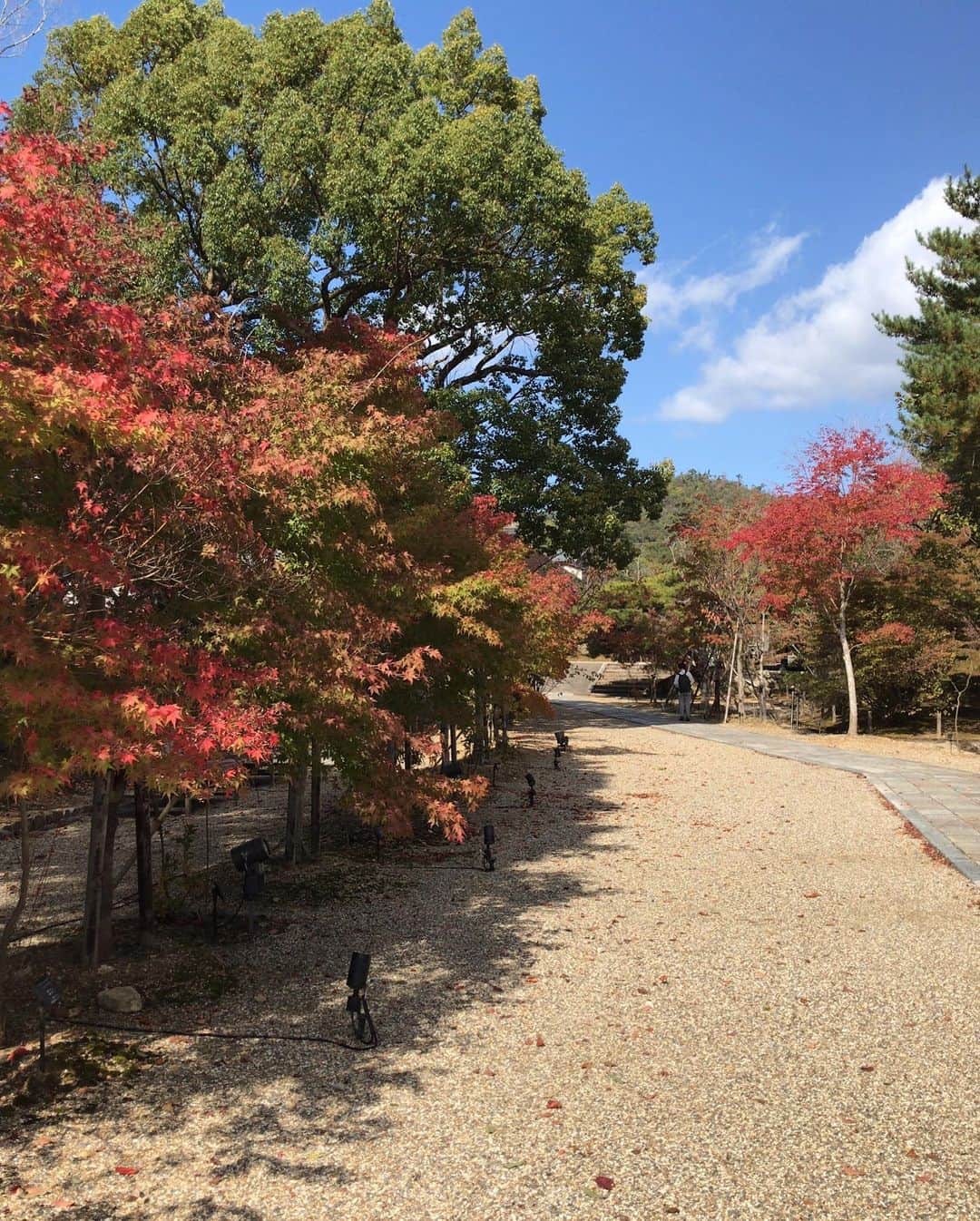 小川知子さんのインスタグラム写真 - (小川知子Instagram)「京都の今日は快晴♪  朝は清宗根付館に。 江戸時代の武家屋敷に数えきれないほどの貴重な根付が展示されていて圧巻でした！ 掌の中にすっぽり収まるほどの小ささだけど、見事な芸術品。素晴らしいのひと言。 ここ、おすすめです。  近くの壬生寺でお参りをして、仁和寺へ。 紅葉が🍁良い感じです。  夜は町中華の百名店へ。 お腹いっぱい！ 少し寒くなってきました。  毎日かなり歩いているのでちょっぴり足がいたい🦶  また明日も良い出会いが有りますようにー  #清宗根付館 #武家屋敷 #壬生寺 #仁和寺 #町中華 #紅葉 #小川知子」11月7日 19時31分 - tomoko_ogawa_