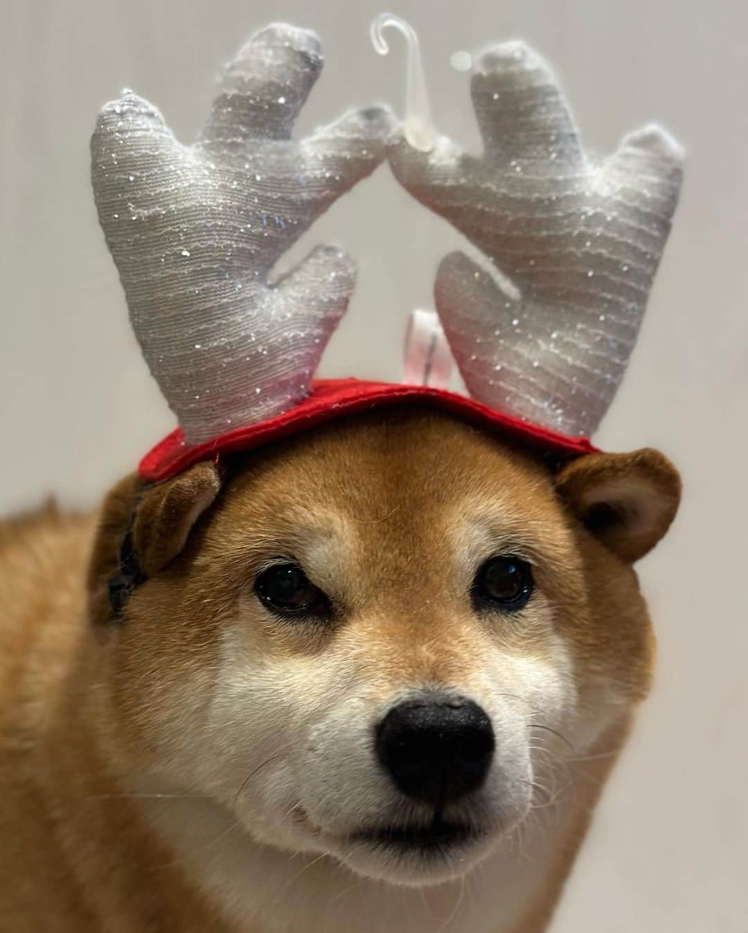 Shibainu Pontaのインスタグラム