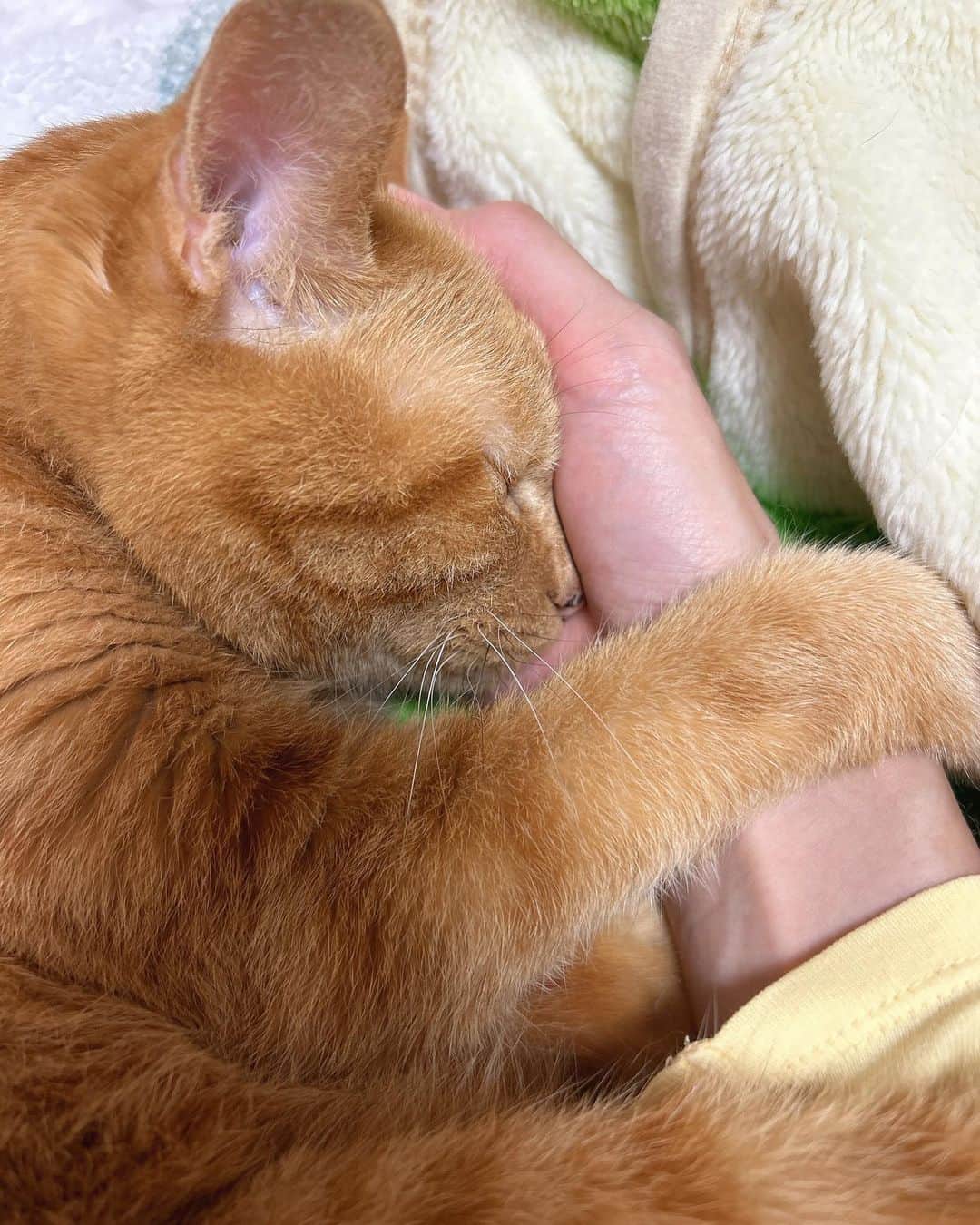 理絵さんのインスタグラム写真 - (理絵Instagram)「ものすごくお久しぶりなマメちゃんです😼  猫は高齢になっても可愛い💛  シワもシミも無くていいな✨  #茶トラ #猫 #cat #gatto」11月7日 19時41分 - ____rie____