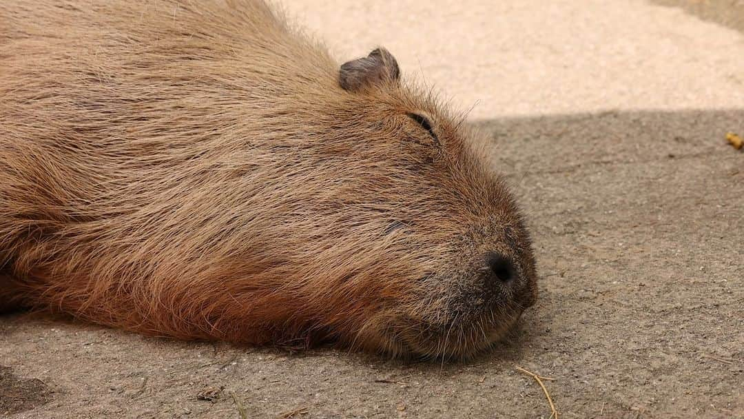 渡辺克仁のインスタグラム：「まだ夢の中。  #カピバラ #水豚 #capybara #長崎バイオパーク」