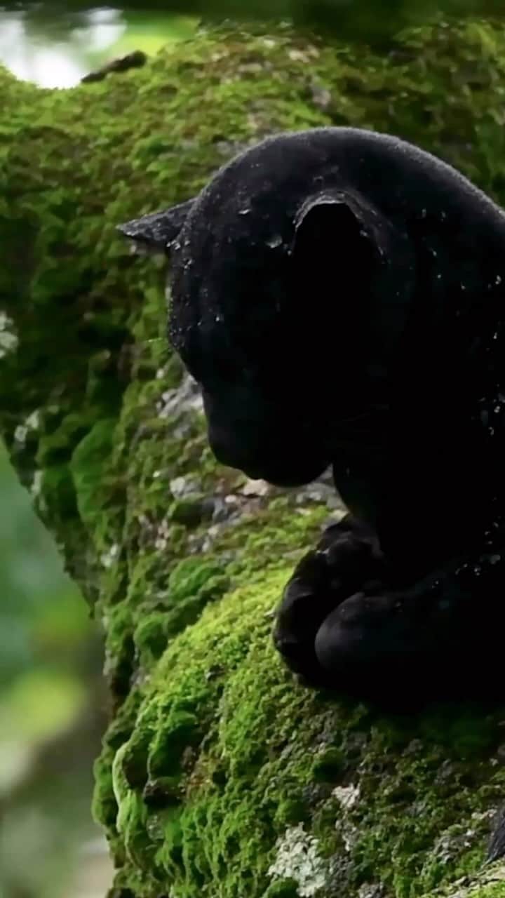 Black Jaguar-White Tiger のインスタグラム：「Good Morning, my Beloved Humans around the Planet. Please look at this Glorious video by @mithunhphotography」