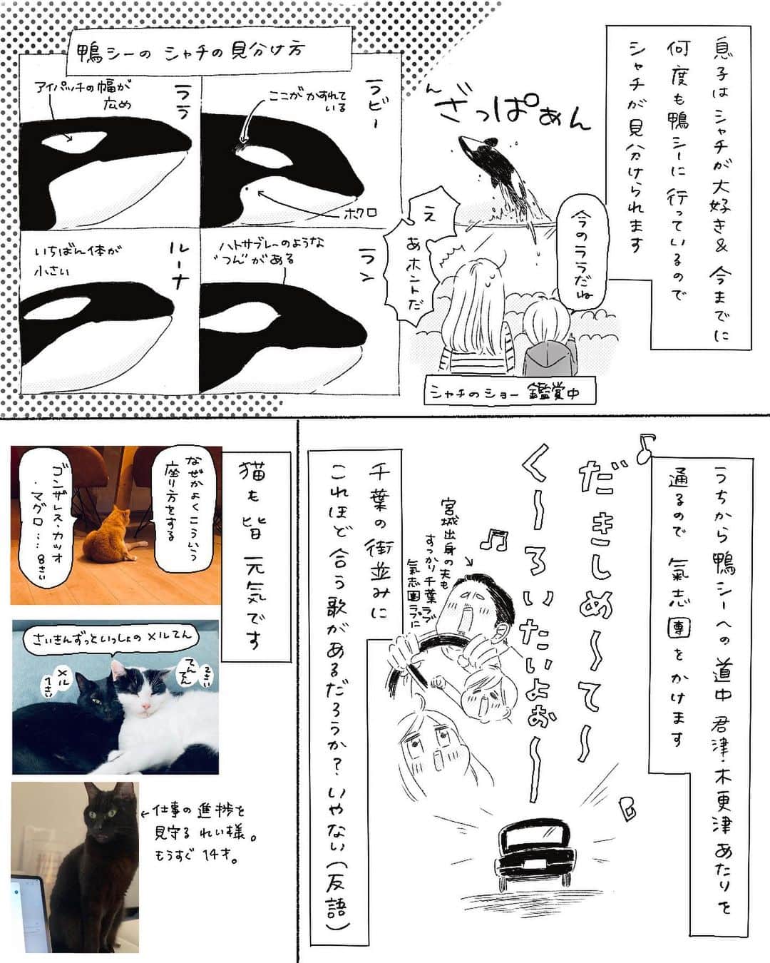弓家キョウコさんのインスタグラム写真 - (弓家キョウコInstagram)「近況と、鴨シーのこと  ちょっと更新が空いたので、ここ最近のことなど☺️ DMを読ませてもらうのが遅くなってしまい、それが心苦しい… 本当にいつもありがとうございます。 何度でも伝えたいです☺️   #漫画  #日記  #鴨川シーワールド」11月7日 19時50分 - kyoko_yuge