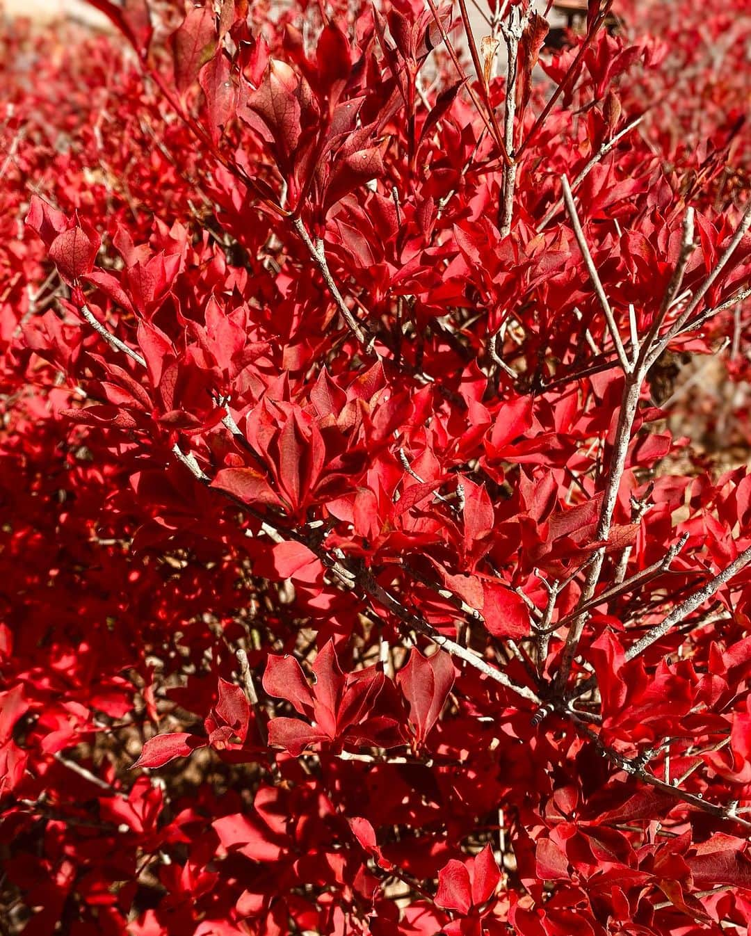 井上直美さんのインスタグラム写真 - (井上直美Instagram)「秋めいてきましたね🍁 腹が減る〜笑  　#食欲の秋　#久々の海じゃなく山　#清里　#ミルクポット　#ROCK  #家族旅行」11月7日 19時52分 - naochingyo