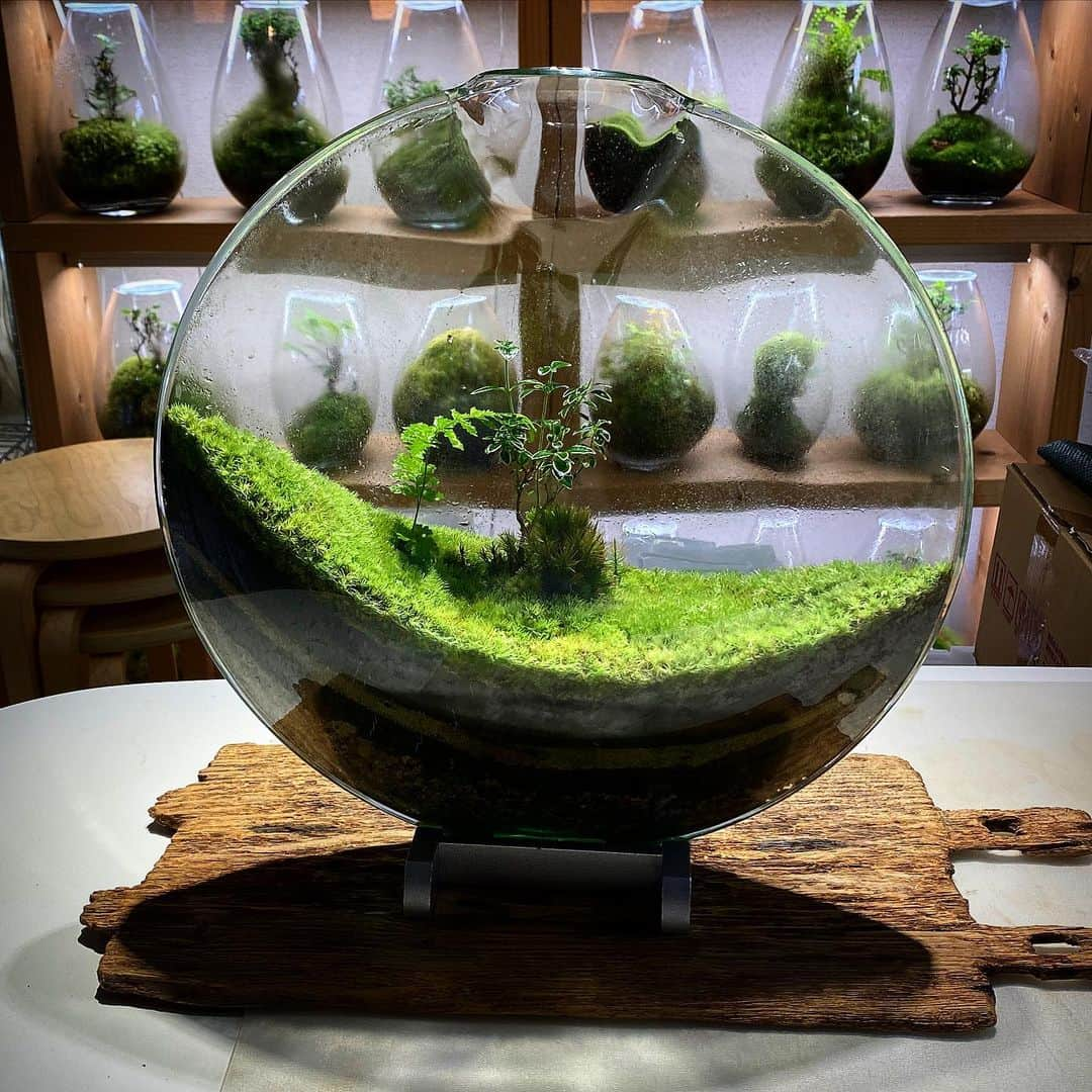 Mosslight-LEDのインスタグラム：「Mosslight   #mosslight #モスライト #terrarium #テラリウム #moss#コケ #paludarium #パルダリウム」