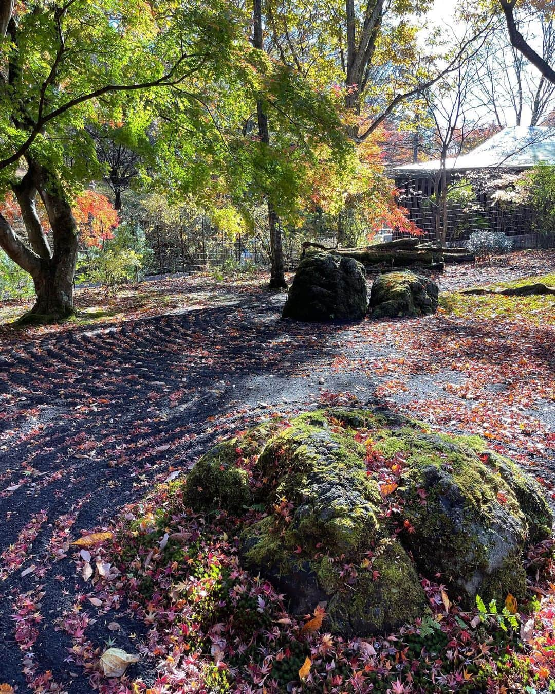 深澤里奈さんのインスタグラム写真 - (深澤里奈Instagram)「◯◯◯  間に合った☺︎  #Yurikosgarden #紅葉 #tenko #石や岩が欲しくなるのマズイ」11月7日 20時10分 - rinatj