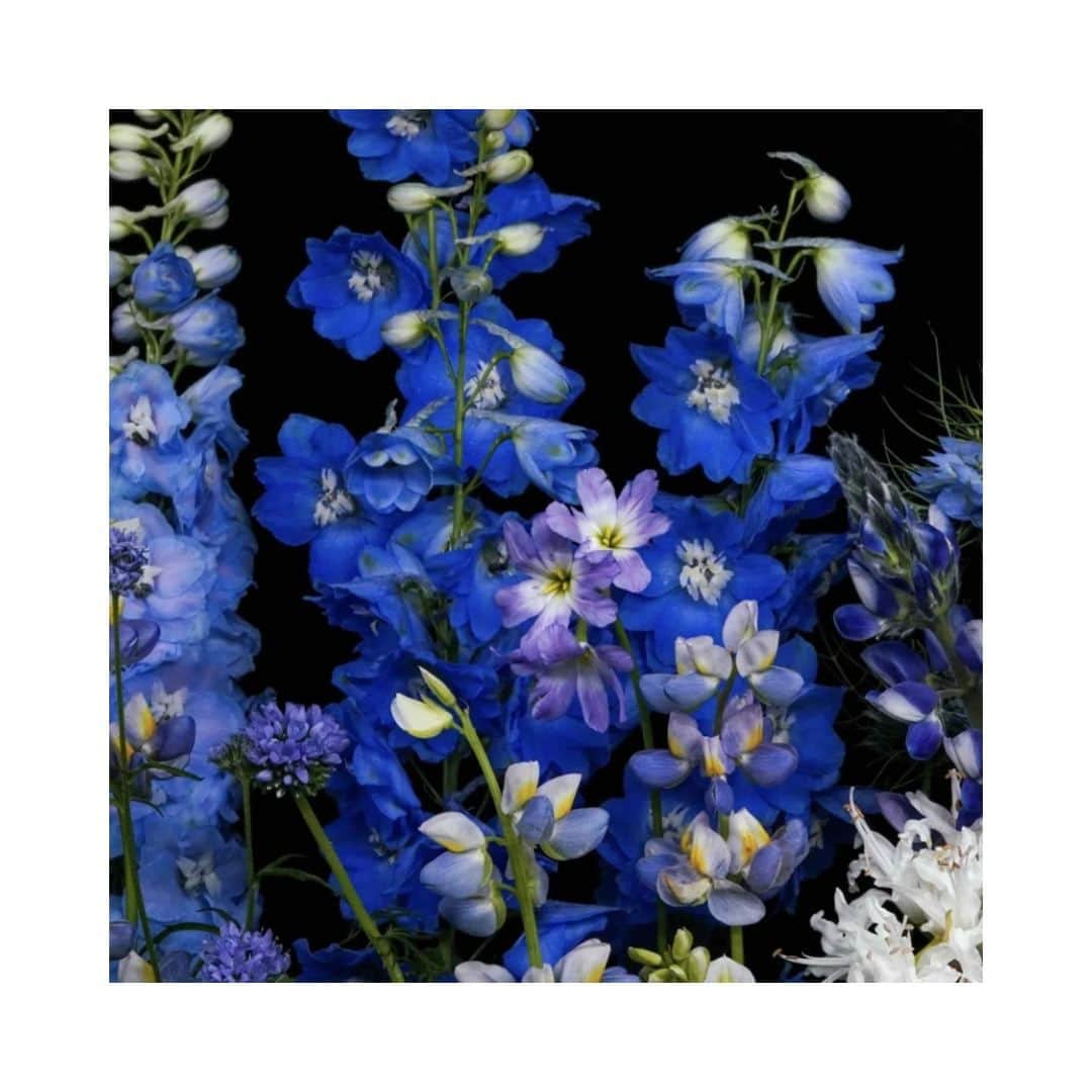 planticaさんのインスタグラム写真 - (planticaInstagram)「Hills Series | Azul  ------------------------------------ Floral Pattern Collection by plantica プランティカ花柄図案集  #plantica #プランティカ  ------------------------------------  #花柄 #フラワープリント #autumn #autumnvibes #floralpattern #flowerdesign  #botanicaldesign #flowerart #プランティカ花柄図案集」11月7日 20時27分 - plantica_jp