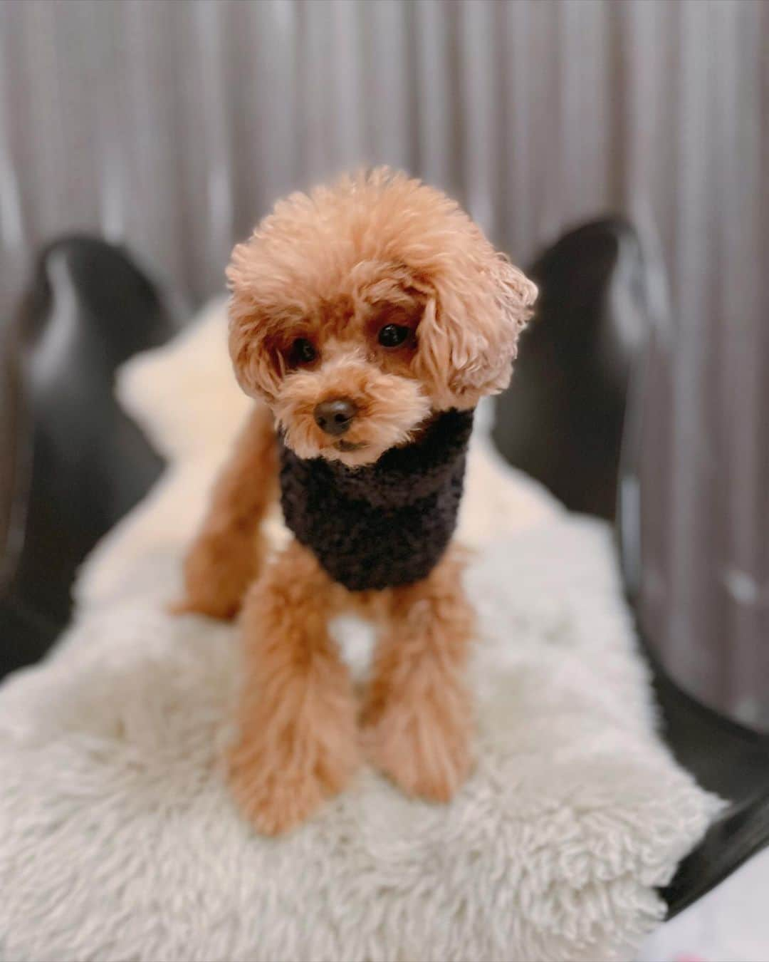 カオルコさんのインスタグラム写真 - (カオルコInstagram)「🐶♥️  ﾎﾟｹﾎﾟｹ〜  #family  #love #japan #toypoodle  #instadog  #dogsofinstagram  #lifestyle #癒し系 #いぬすたぐらむ  #親バカ #可愛すぎる #いぬのいる暮らし  #ケイくん #服着せてってくわえて持ってくるよ」11月7日 20時30分 - ka_ruk_