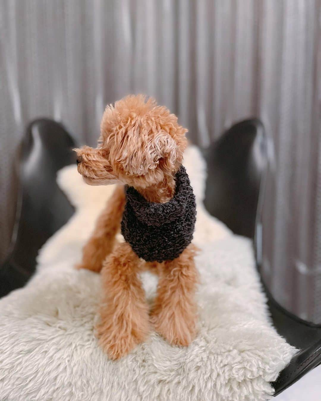 カオルコさんのインスタグラム写真 - (カオルコInstagram)「🐶♥️  ﾎﾟｹﾎﾟｹ〜  #family  #love #japan #toypoodle  #instadog  #dogsofinstagram  #lifestyle #癒し系 #いぬすたぐらむ  #親バカ #可愛すぎる #いぬのいる暮らし  #ケイくん #服着せてってくわえて持ってくるよ」11月7日 20時30分 - ka_ruk_