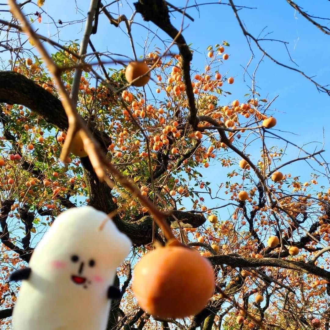 コメ助のインスタグラム：「.  #食欲の秋 だコメ☺️🎶  お散歩中に、柿の木を見つけたヨネ！！ 柿は甘くって美味しいヨネ〜🤭💖  . なんとぼくの2分の1の大きさ😳‼️ 食べきれるかなぁ？🥺  #果物 #フルーツ #植物 #柿  #秋 #グルメ #癒し  #神奈川 #川﨑 #散歩 #ウォーキング #ゆるキャラ #コメ助」