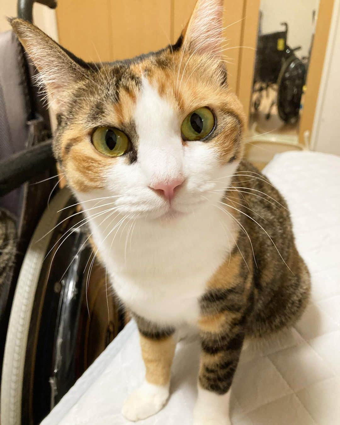 カミサマのインスタグラム：「#Cat #lovecat #kitty #catstagram #cat #cats #catsofinstagram #cat_features #cats_of_world #ねこすたぐらむ #ねこ #ねこすきさんと繋がりたい #猫 #ねこ部 #ねこらぶ #cutecat #catloversclub #cat_features_daily #caturday #catiswhy #catslover」