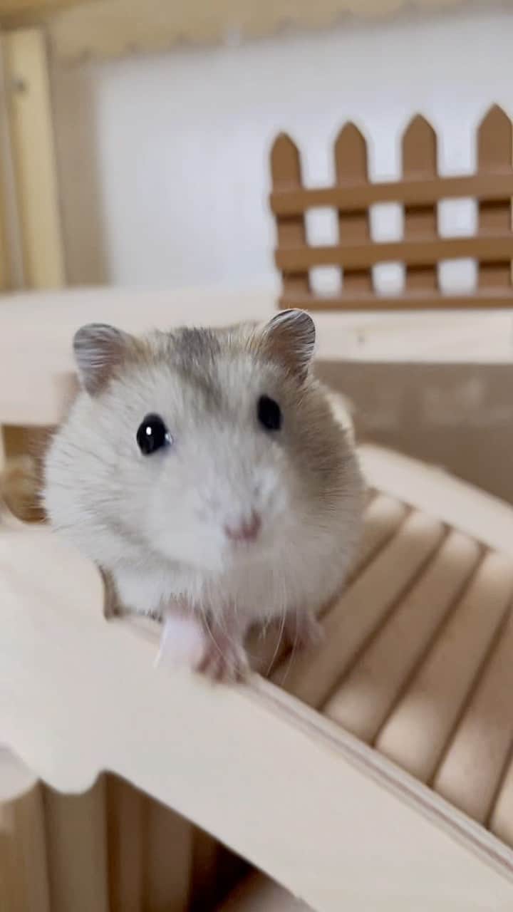hamster_mocoのインスタグラム