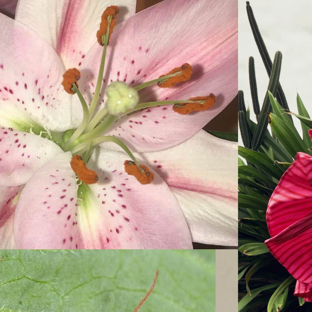 ステートオブジョージアのインスタグラム：「Delicate and detailed, fragrant and feminine- the Lily is one of the oldest plants with deep rooted symbolism. A homage to all things divine and sensual.」