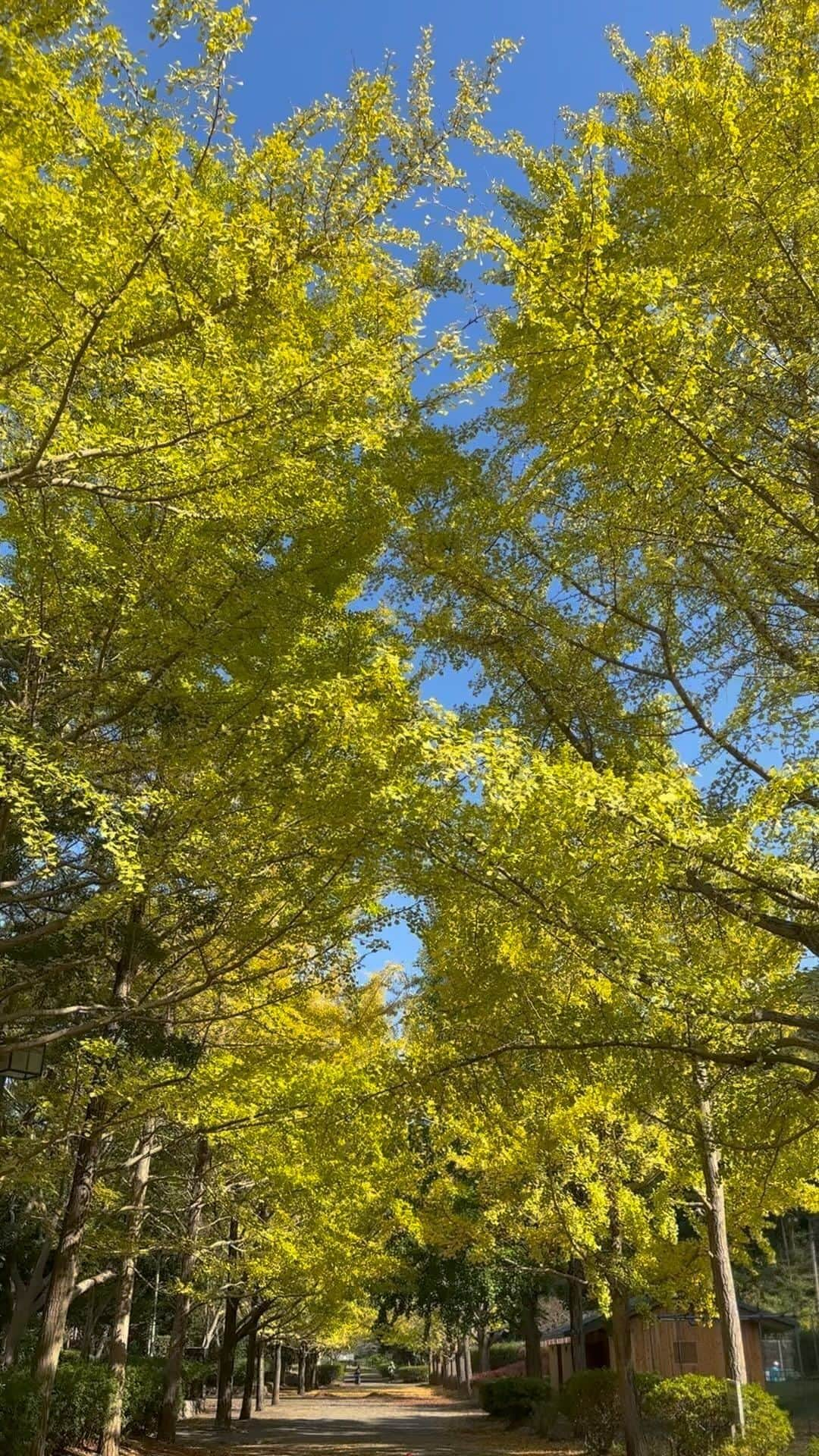 坂木優子のインスタグラム：「♡ ♡ ♡  嵐のあとのキラキラ🍁 イエローがまぶしい♡ 用事を済ませる前の寄り道 大成功♡  #秋の風景 #オータムカラー #秋コーデ #自然 #美しい景色 #暮らしを楽しむ #美容と健康 #海のある暮らし #山のある生活 #葉山ライフ #逗子葉山 #湘南ライフ #ありのままの自分 #mylifestyle #beautiful #sunnyday   #坂木優子」