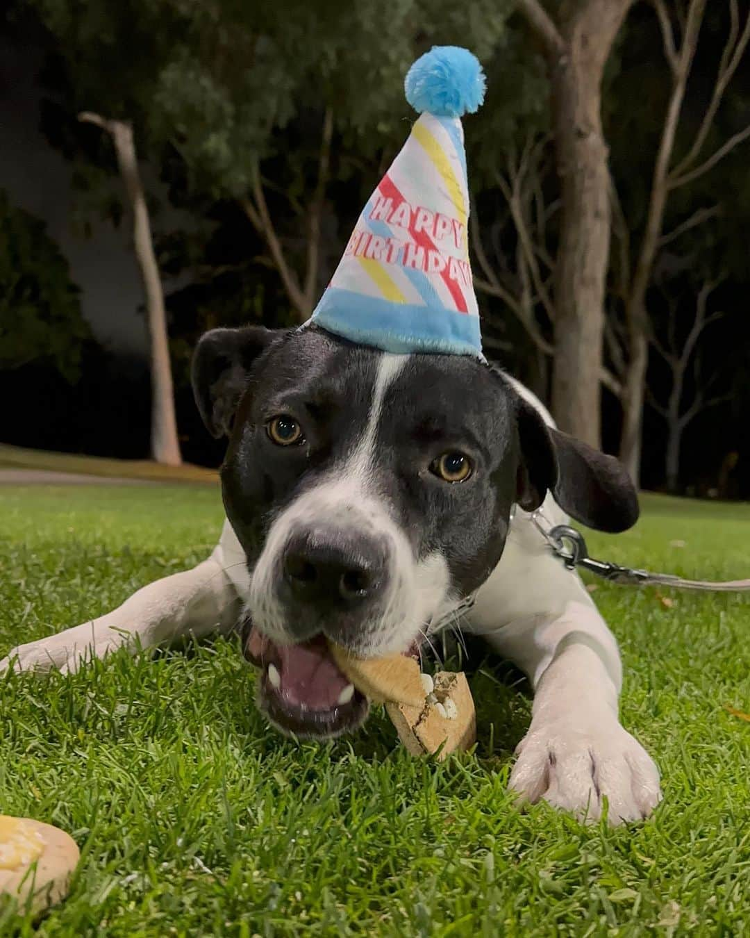 遠藤純さんのインスタグラム写真 - (遠藤純Instagram)「🐶🎂🫶 : Happy birthday my baby💙  You are kind and jealous. We love you no matter what you are. Please take care of your crazy sister😂💗  #birthday #2yearold」11月7日 14時40分 - jun_soccer524