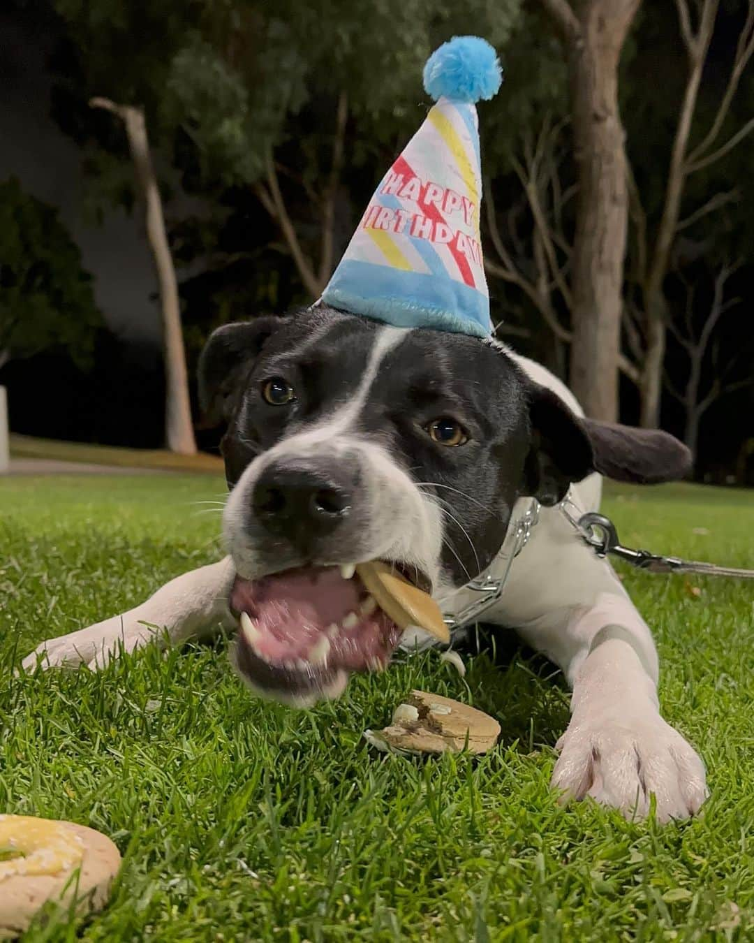 遠藤純さんのインスタグラム写真 - (遠藤純Instagram)「🐶🎂🫶 : Happy birthday my baby💙  You are kind and jealous. We love you no matter what you are. Please take care of your crazy sister😂💗  #birthday #2yearold」11月7日 14時40分 - jun_soccer524