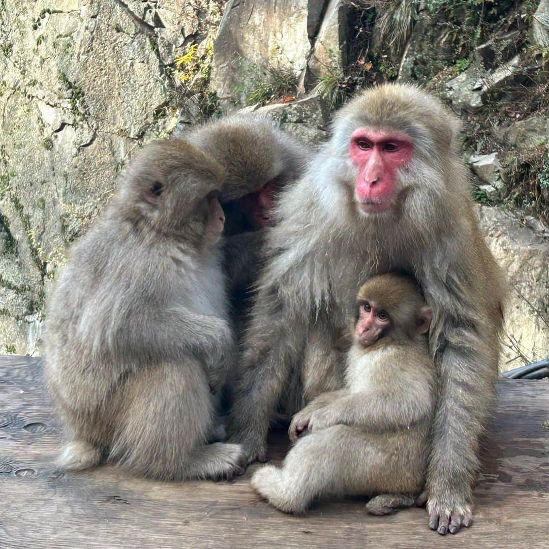 水谷千重子さんのインスタグラム写真 - (水谷千重子Instagram)「可愛すぎるお猿🐒 も〜たまらん🐒🐒❤️❤️😍 #猿 #ウォークマンはしてなかったわ🤭」11月7日 15時01分 - mizutanichieko