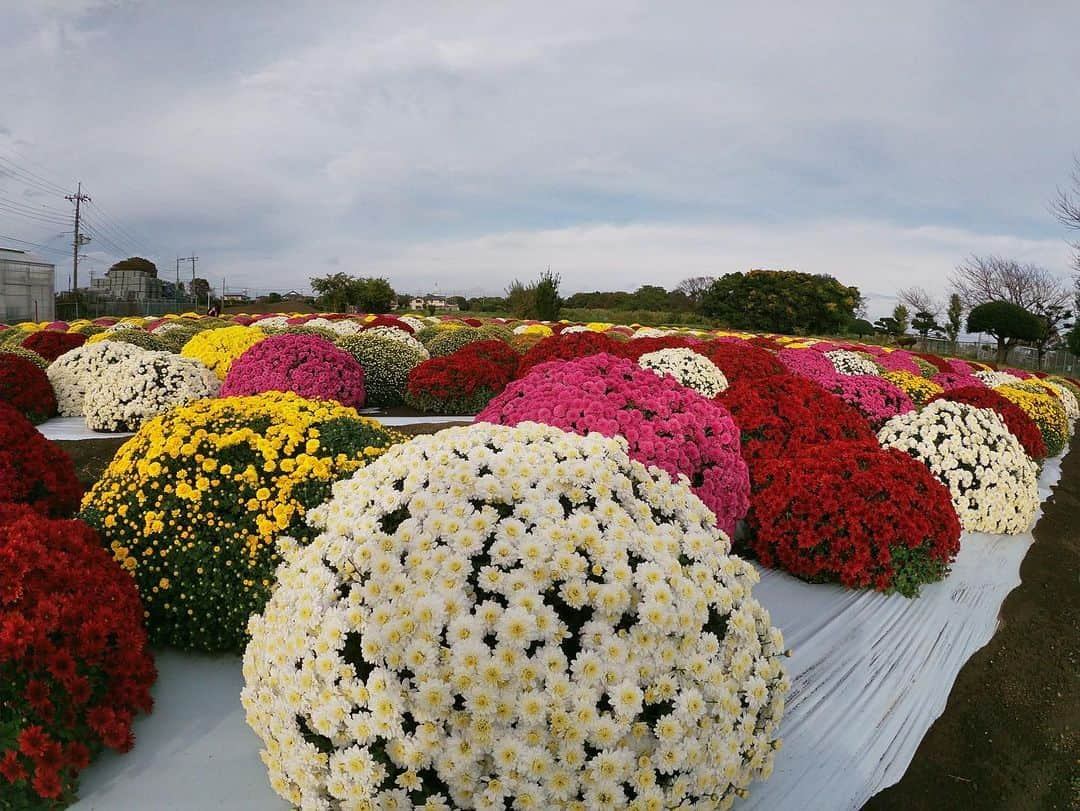 海老名市のインスタグラム：「本郷老人福祉センター本郷荘付近の畑で、ざる菊が見頃を迎えています✨  色とりどりの可愛らしいお花を、ぜひご覧ください。  行き方‣‣‣海老名駅東口より神奈中バス「用田橋」下車10分  #好きです海老名 #住みたい住み続けたいまち海老名 #海老名 #神奈川 #ebina #ざる菊」