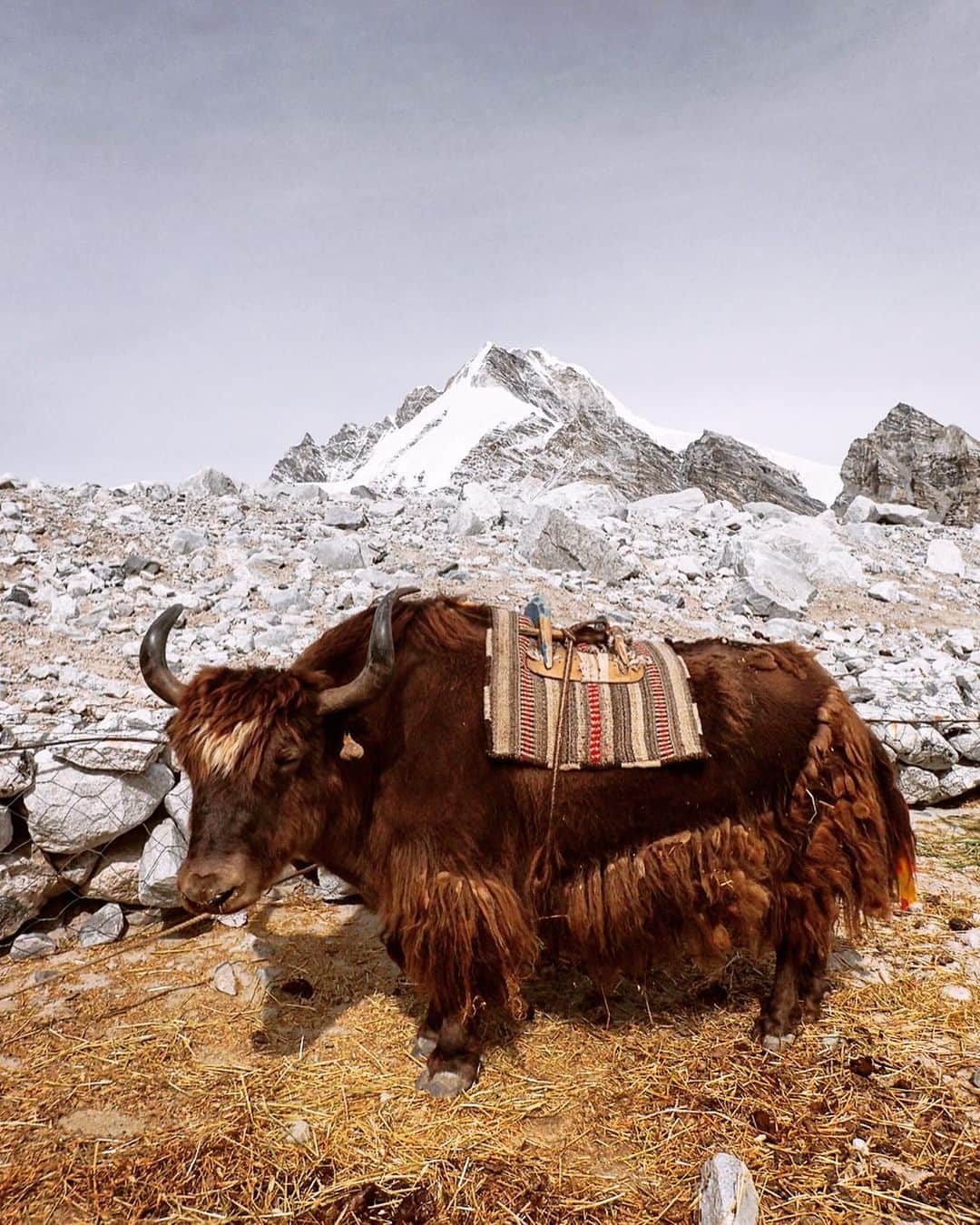 石川直樹さんのインスタグラム写真 - (石川直樹Instagram)「#Yak, #Tibet. 以下、各地で開催するトークイベントなどのお知らせです。皆さん、どこかの会場でお会いしましょう！申し込み詳細は、プロフィールリンク先のNEWS欄にあります🔺 . 11月8日（水）19:30ー 福岡県唐人町「とらきつね」にて、チベット遠征報告会 （主催: @torakitsune_books ）  11月10日（金）18:00ー 北海道登別市「日本工学院北海道専門学校」にて、知床のお話 （主催: @doors_noboribetsu ）  11月18日（土）14:30ー 山口県「YCAM」にて、講演会 （主催: 山口市立中央図書館まつり）  11月24日（金）18:30ー 京都府「徳正寺」にて、チベット遠征報告会 （主催: @merry_go_round_kyoto ）  11月25日（土）13:30− 兵庫県「フェリシモ」にて、講演会（主催: 神戸学校）  12月2日（土）13:30− 北海道東川町「せんとぴゅあⅡ」にて、写真講座 （主催:フォトアザレア @daishi1007 ）  12月3日（日）14:00− 北海道東川町「せんとぴゅあⅠ」にて、チベット遠征報告会 （主催: フォトアザレア @daishi1007 ）  12月20日（水）まで、山梨県「清春芸術村」にてカラコルムで撮影した写真を『K3』と題して展示しています。 （主催: @yatsugatake.art.ecology）」11月7日 15時43分 - straightree8848