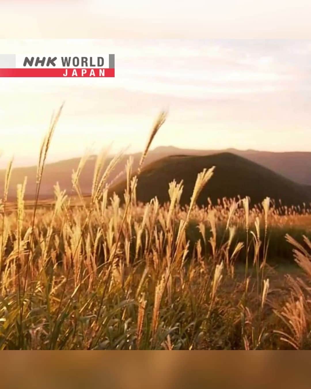 NHK「WORLD-JAPAN」のインスタグラム：「During autumn in Kumamoto, wild 'silver grass' called 'susuki' (Japanese pampas grass) lends a shimmering hue to the landscape. 🎑  Come winter, this autumn plant will be harvested to make thatched roofs and will also be used as straw bedding in livestock barns.🐮🐴  Have you seen susuki in Japan? . 👉Watch more short clips｜Free On Demand｜News｜Video｜NHK WORLD-JAPAN website.👀 . 👉Tap in Stories/Highlights to get there.👆 . 👉Follow the link in our bio for more on the latest from Japan. . 👉If we’re on your Favorites list you won’t miss a post. . . #ススキ #susuki #silvergrass #japanesepampasgrass #pampas #miscanthussinensis #japannature #japanautumn #traveljapan #autumn #秋 #japantradition #discoverjapan #aso #kumamoto #nhkworldnews #nhkworldjapan #japan」
