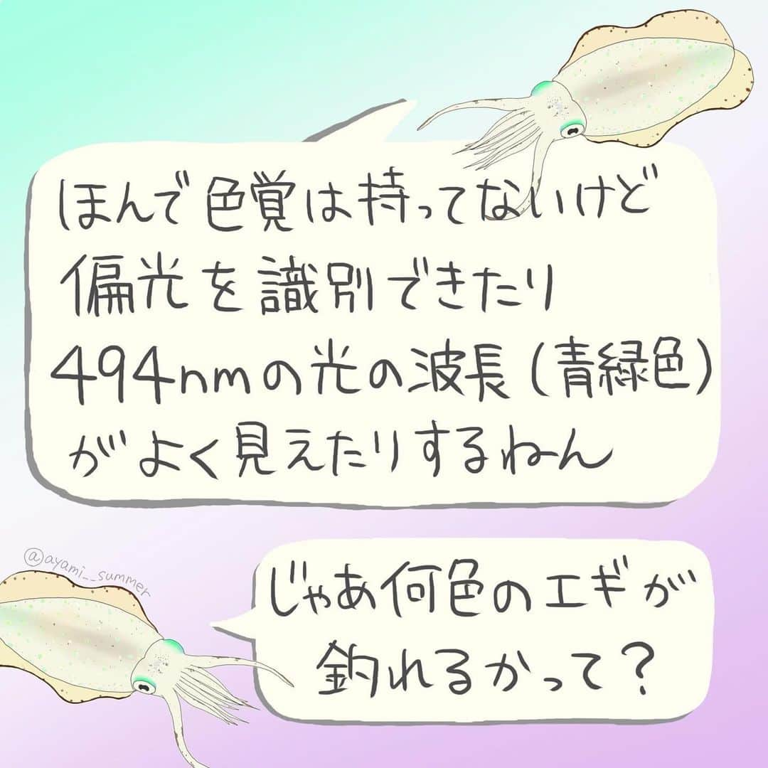 高本采実さんのインスタグラム写真 - (高本采実Instagram)「🐟 ／ 第3回 『みんなで作ろう 4コマ水産学』！ ＼  無料魚釣りアプリ「アングラーズ」 @anglers_jp の連載企画✨ 魚図鑑にも載っていない、釣り人だけが知っている魚の生態をみなさんと一緒に解明していきます。  作品の「オチ」は釣り人のみなさんのコメントによって決定😎🔥  投稿してくださった方の中から抽選で「サイン入りアングラーズステッカー」をプレゼントします！  第3回目は「アオリイカ」 気になるアオリイカの視覚について🦑 生態と釣り人の経験ではどのような関連性があるのでしょうか🤓💭  みなさんのご参加お待ちしております🐟！  ■参加方法 ①無料アプリ「アングラーズ」をインストール ②アングラーズアプリ内のAyami【高本采実】の釣りトークにコメントして参加完了！ （対象の釣りトークのリンクはハイライト「みんなで作ろう4コマ水産学」から飛べます）  ■期間 〜11/13まで  ■ご注意 ※当選者の方にはアプリ通知で連絡致します。7日間ご連絡がない場合には取り消しとなり、再抽選となります。  ■参考文献 イカの視覚に関する基礎的研究　 ～沿岸性種および沖合性種の網膜構造、視精度、視物質に関する研究～  . . .  #アングラーズ #4コマ水産学 #みんなで作ろう4コマ水産学 #アオリイカ #泥障烏賊 #イカ #ティップラン #エギング #ヤエン #魚イラスト #海釣り #魚好き  #釣果 #釣り好き #大物ハンター #アングラー #fishinggirl #钓鱼 #高本采実 #あやみん #ayamistagram」11月7日 18時20分 - ayami__summer