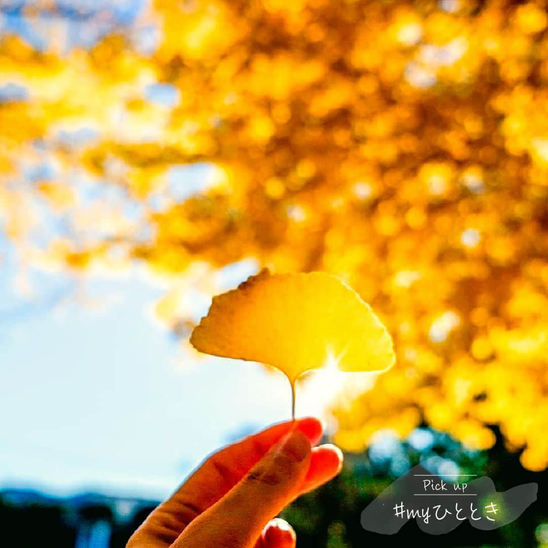 JTのインスタグラム：「Pick up #myひととき  鮮やかに色付いた葉っぱが 太陽に照らされて宝石みたい。  近所の公園や遊歩道の木々が少しづつ 秋の装いに変わり始めましたね。 四季の美しい風景は私たちの心に彩りをあたえてくれます。  秋を感じて“心豊かなひととき“を過ごすのはいかがですか？  @ayane.pic さん、素敵な投稿をありがとうございます。  “Pick up #myひととき”では、JTでハッシュタグ投稿キャンペーン開催中に指定のハッシュタグをつけて投稿いただいた写真と「 #JTひとときmagazine」をつけて投稿いただいた写真の中から、「かけがえのないひととき」や「大切な時間」を感じる一枚をご紹介しています。 たくさんのご投稿お待ちしております。  #JT #ひととき #かけがえのないひととき #JTひとときmagazine  #秋の風景 #秋の景色 #イチョウ #銀杏 #イチョウ並木 #銀杏並木 #紅葉の季節 #イチョウの葉 #写真の好きな人と繋がりたい #写真が好きな人と繋がりたい #ファインダー越しの私の世界 #一瞬のときめきを永遠に #秋を感じる #季節を感じる #季節を感じる暮らし」