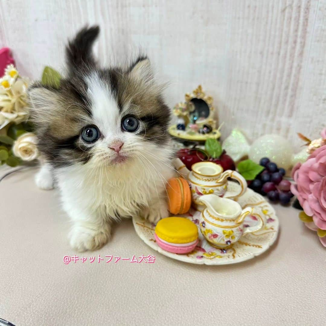 マンチカン(munchkin)キャットファーム大谷さんのインスタグラム写真 - (マンチカン(munchkin)キャットファーム大谷Instagram)「Hさまご契約にゃんこちゃん🐱❤️  ❁*·⑅❁*·⑅❁*·⑅❁*·⑅❁*·⑅❁*ﾟ+*:;;:*　*:;;:*+ﾟ　ﾟ+*:;;:*　*:;;:*+ﾟ  お店は、月・木曜日が定休日です。 現在、完全予約制になっておりますので ご来店される際はお店へお電話かメールにてご連絡くださいませ🙇‍♀️  お待ちしております🎵  ﾟ+*:;;:*　*:;;:*+ﾟ　ﾟ+*:;;:*　*:;;:*+ﾟ #キャットファーム大谷#まんちかん#マンチカン#サイベリアン#ネコ#こねこ#にゃんこ#猫ちゃん#ねこ部#ニャンスタグラム#猫#ねこ#子猫#モフモフ#モフモフねこ#ミヌエット#短足#ねこすたぐらむ#愛猫#かわいい#ふわもこ部#猫のいる暮らし#マンチカンブリーダー#ミヌエットブリーダー#cat#catsgram #catsofinstagram#instacat#picneko」11月7日 16時48分 - roytar222