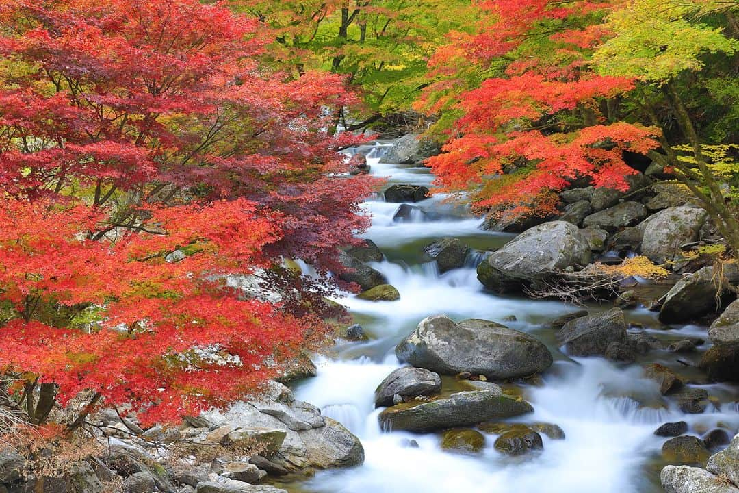 福島県のインスタグラム：「【那倉川（なぐらがわ）の紅葉（塙町）】  塙町にある紅葉の名所をご存知でしょうか？  塙町の県道27号沿いを流れる那倉川では滝や岩の間から流れる渓流を楽しめるほか、秋はもみじの赤や黄色に彩られた美しく自然豊かな渓谷を目にすることができます。紅葉の時期は県外からも多くの人が訪れています。  ぜひこの機会に那倉川の紅葉を見に行ってみてはいかがでしょうか？  ※写真は過去に撮影したものです。紅葉の見頃についてはご確認の上お出かけください。  #那倉川渓谷 #那倉川 #渓谷 #紅葉 #紅葉狩り #県南地方 #中通り #塙町 #福島県 #hanawatown #fukushima #RealizeFukushima #NotADreamFukushima #ひとつひとつ実現するふくしま」