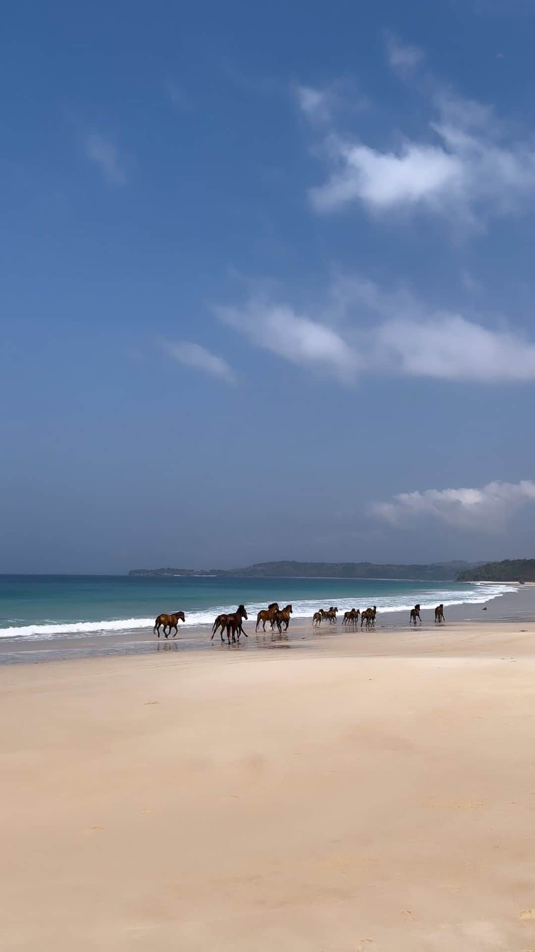 ニオミ・スマートのインスタグラム：「Pure magic at @nihi Sumba 🇮🇩🐎.  The horses here are treated like the angels of Sumba. I spoke with the equestrian team to find out more, and it was heartwarming to hear how devoted they are to the well-being of these beautiful beings, often adopting ex-race horses from around Indonesia and even feeding them the highest quality hay (equivalent to us eating caviar!)  To see them galloping along the beach like this after they had a swim in the sea is nothing short of magic. I have goosebumps writing this; it’s a moment I will never forget and one that didn’t even feel real at the time.」