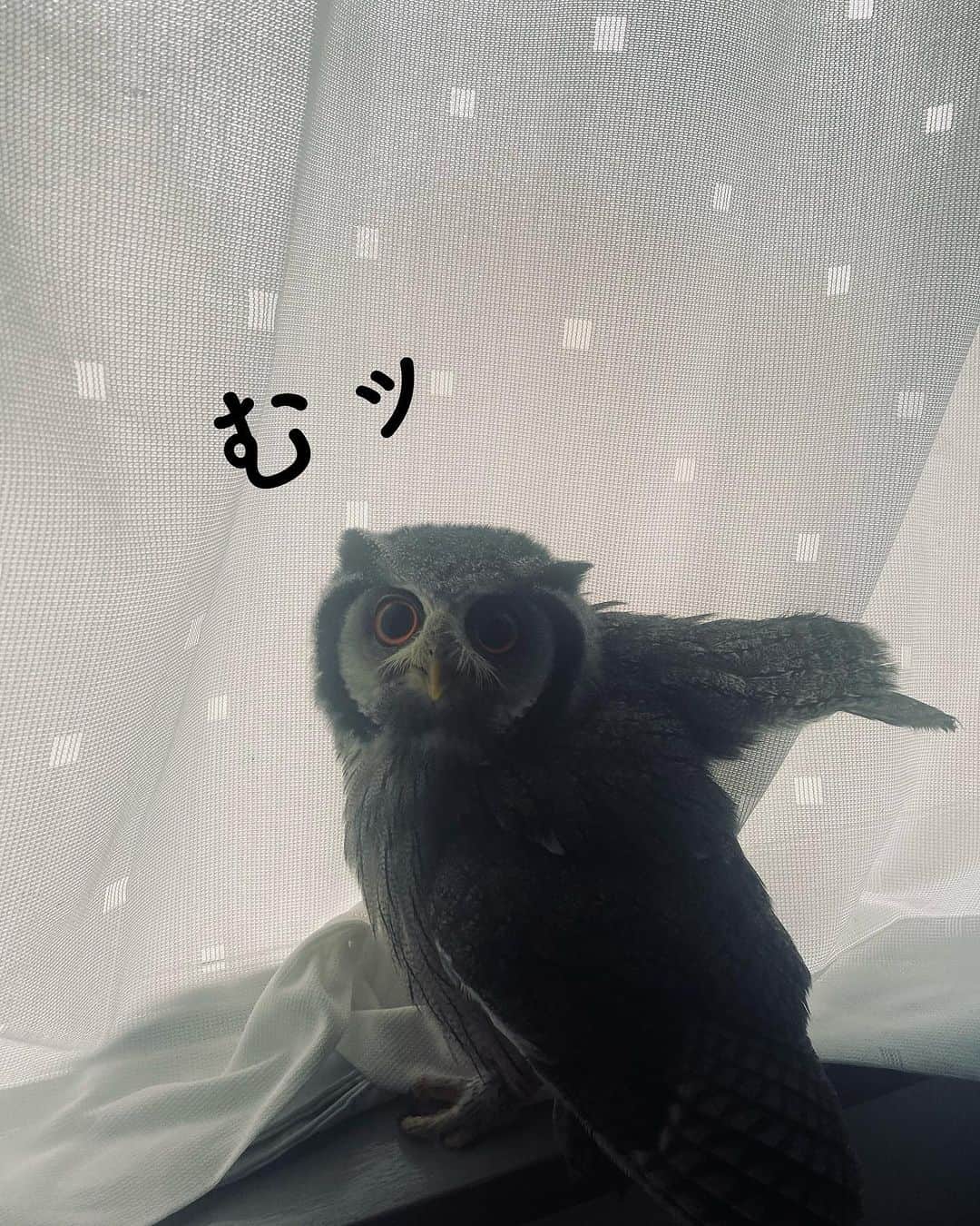 渡邊りつのインスタグラム：「むッて顔🦉」