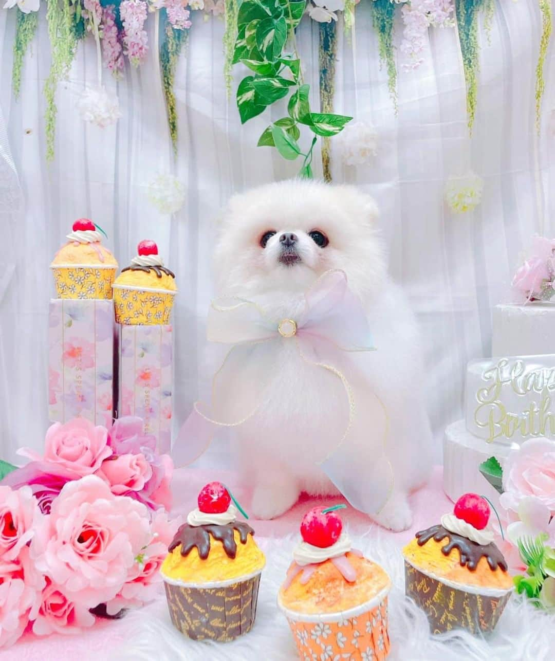 仙石みなみのインスタグラム：「. なぎ写真〜♡ からのお子は初めてのハロウィンでした🎃  #birthday #Pomeranian #ポメラニアン#ポメラニアン #ベビー #0歳女の子」