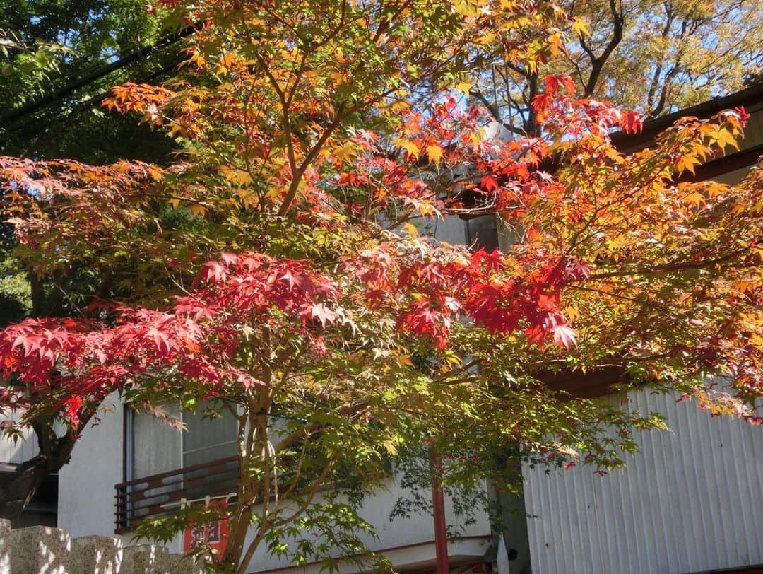 林佑香さんのインスタグラム写真 - (林佑香Instagram)「やってゆかで筑波山に行った時の写真🍁  小さい頃からたくさん思い出のある茨城県でのロケはとっても嬉しかったです✨  とにかく筑波山は朝から晩までそれぞれ違う景色が見られて、どの瞬間も綺麗でした☺️」11月7日 18時19分 - yuka.hayashi_