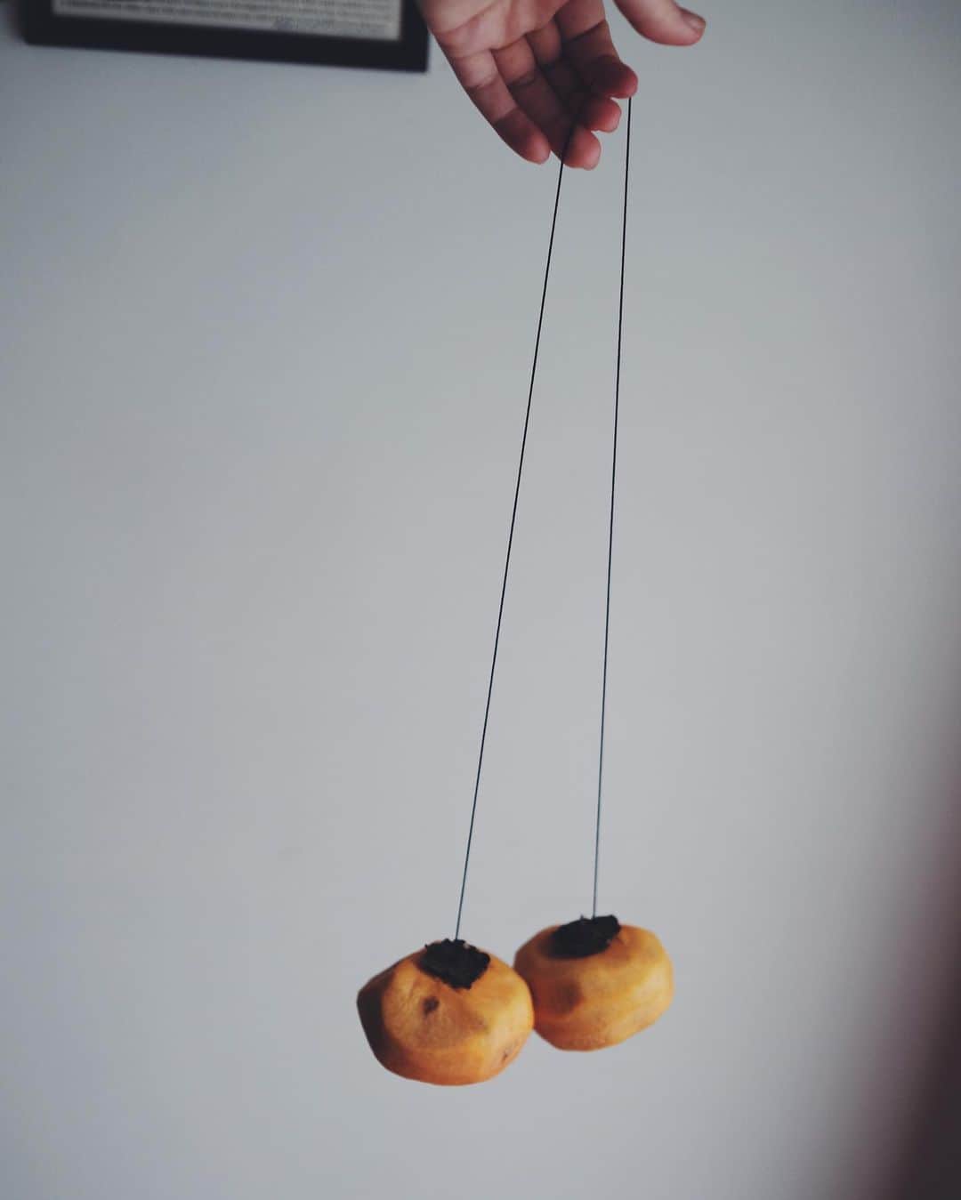 チェルシー舞花さんのインスタグラム写真 - (チェルシー舞花Instagram)「おいしい干し柿にそだちますように  𓃐𓃐  小屋を解体した時に出た端材が、吊るすのにぴったし…！」11月7日 18時27分 - chelseamaika