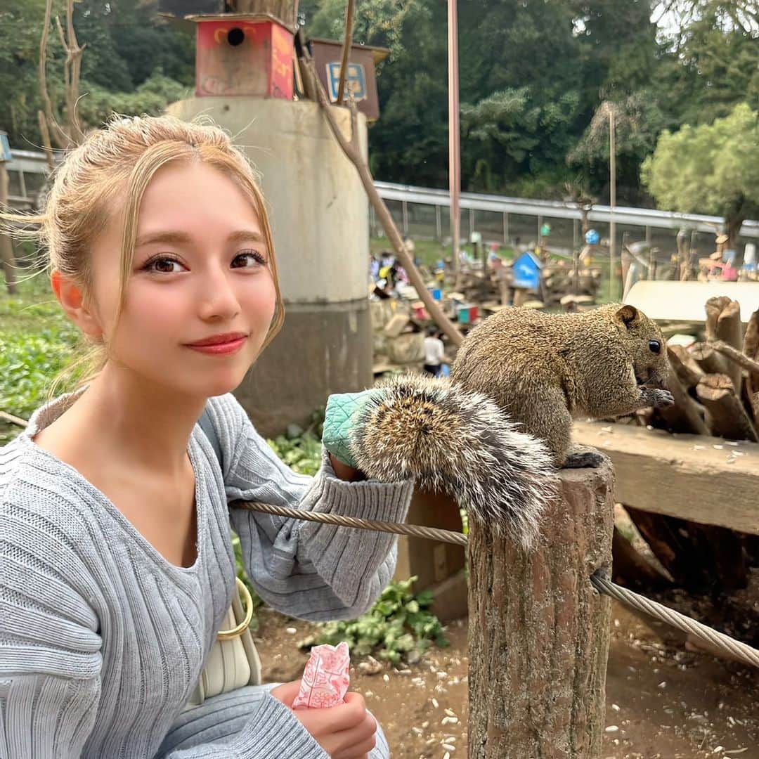 のインスタグラム：「・ 最近リス顔って言われるからリスと触れ合ってきた🐿️❤️ 早めの時間に行くとお腹空いててみんな寄ってくるから可愛い🥰 手の上に乗せてる子がいてカリスマだった👦✨✨ ・ ・ ・ #リス  #リス園 #東京観光 #神奈川 #動物ふれあい #動物」