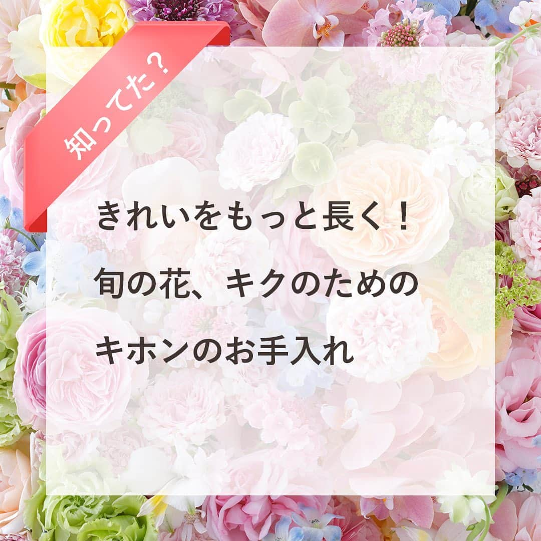 雑誌『花時間』のインスタグラム：「これから、年末へ向けて種類豊富に出回る花はキク。  花時間（@hanajikan_magazine）です。  もともと長もち優等生のキクですが、お手入れで、きれいさをもっと長く楽しめます。  ポイントは水を汚しがちな葉の整理。  水位も浅めにして、水替えをこまめにすると さらにロングランで咲き誇ってくれます。  ６枚目の写真の「セイフェスト」は、ご存知ですか？  2020年のジャパンフラワーセレクションで、切り花部門のフラワーオブザイヤー（最優秀賞）を受賞した品種。  市場で実物を拝見しましたが、なかなかのフォトジェニックさんでしたよ🥰  では、本日もお疲れさまでした。明日も元気smile😊😊😊で頑張りましょう！ byピーターパン  写真　@tanabe32   【花時間ニュース】 💜『花時間マルシェ』発、花の定期便が大好評🥰　世界でここだけのバラと旬花が届く嬉しいサービスです💕  💜『花時間』の2024年カレンダー、大好評発売中！  💜『花時間2023秋』〈花屋さんへ行こう〉大好評発売中！  💜『花と短歌でめぐる 二十四節気 花のこよみ』大好評発売中  すべて @hanajikan_magazine のプロフィールのリンクから飛べます✈️  『花時間』本誌や書籍は全国の書店、ネット書店でも発売中✨  #花時間  #キク #マム #花のお手入れ  #旬の花 #フラワーアレンジ #花が好き #花が好きな人と繋がりたい  #花を飾る  #花を飾る生活 #花屋さんへ行こう」